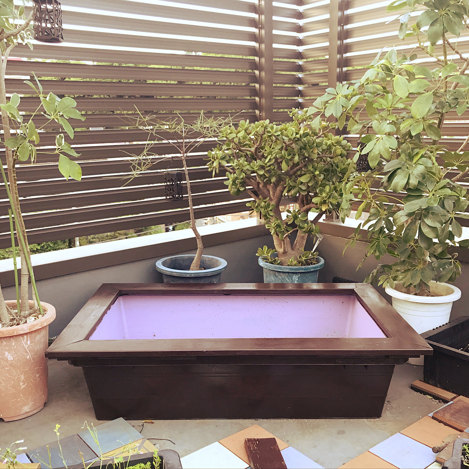 水換えの要らないトロ舟60 ビオトープ 水換えの要らないトロ舟60 ビオトープ - メルカリ