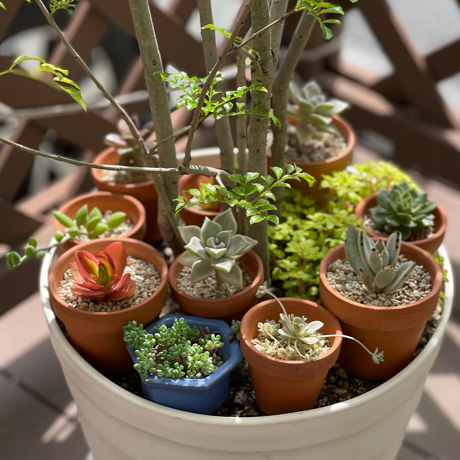 3号植木鉢多肉塊根観葉植物ハンドメイド陶器陶芸 アガベサボテン 3号植木鉢多肉塊根観葉植物ハンドメイド陶器陶芸 アガベサボテン