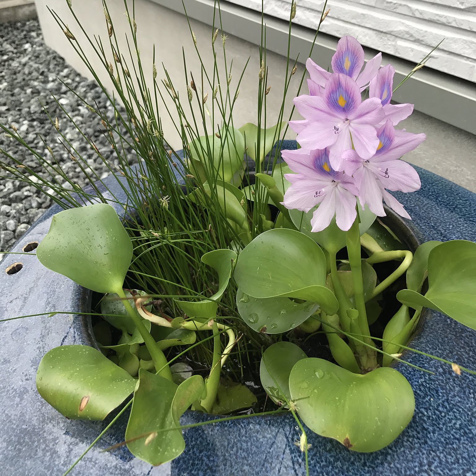 睡蓮鉢ビオトープ、吊しのぶで雰囲気作り | カエデノハ Green