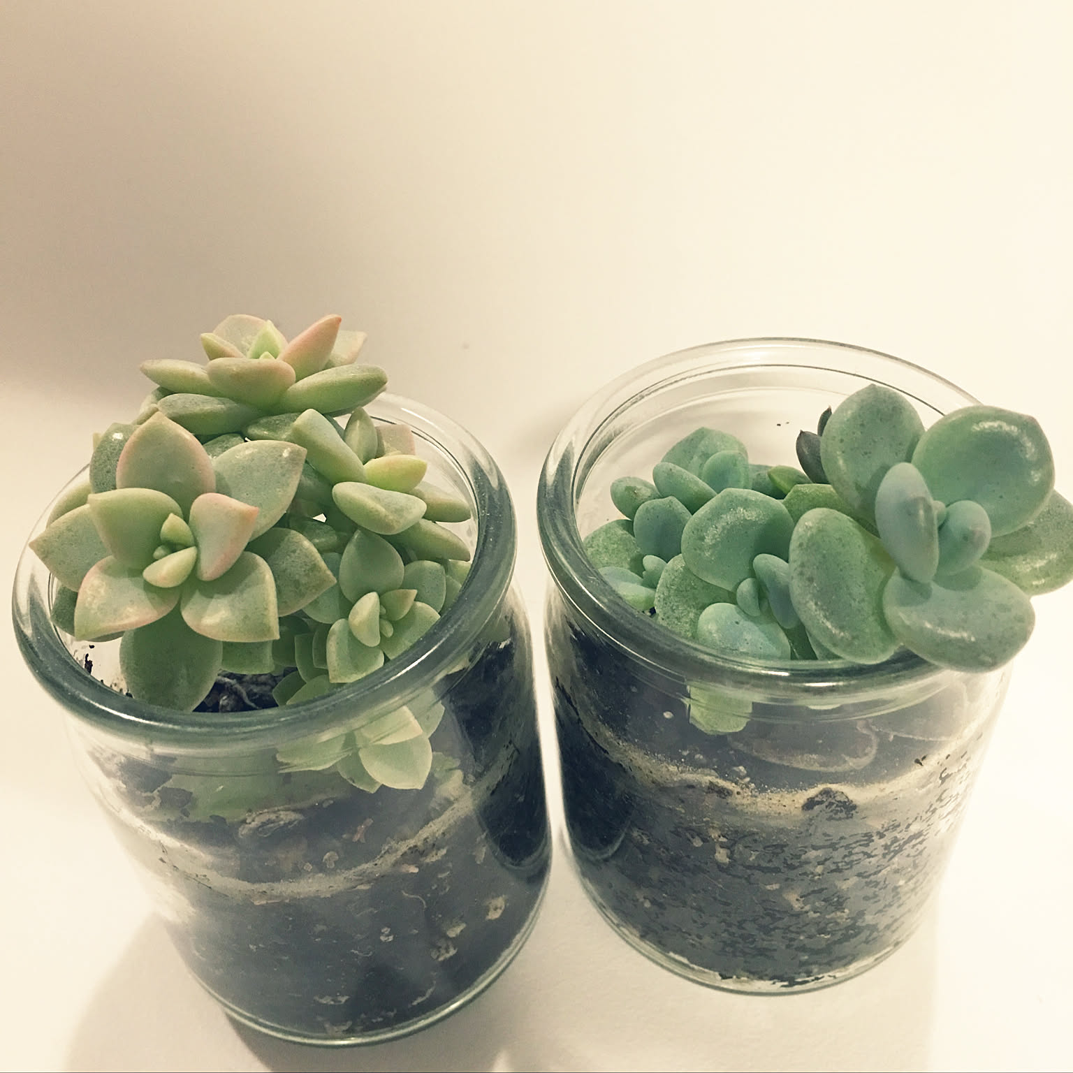 多肉植物寄せ植え ガラス容器のおしゃれなアレンジ・飾り方の