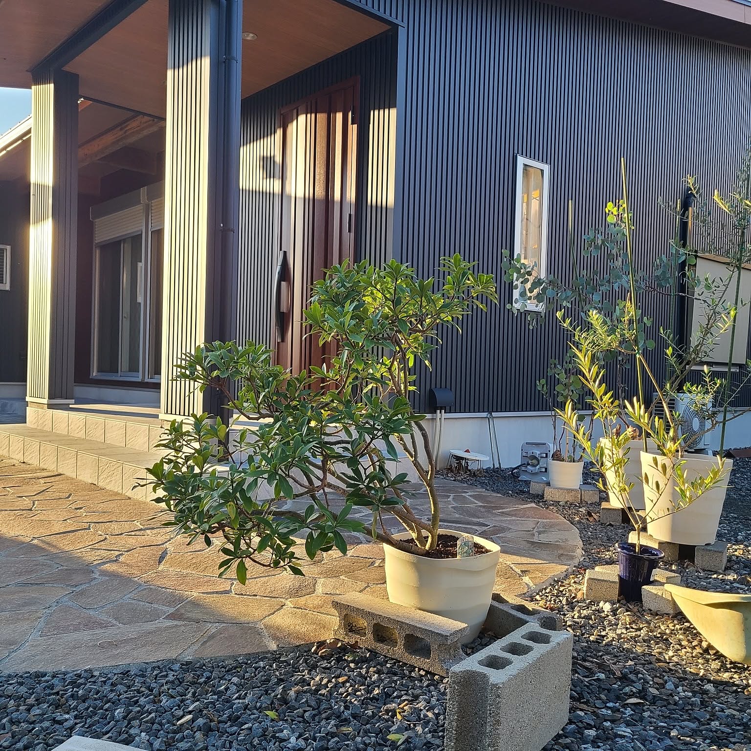 沈丁花ページ② ジンチョウゲ 沈丁花 挿し木 2苗【G】 - メルカリ