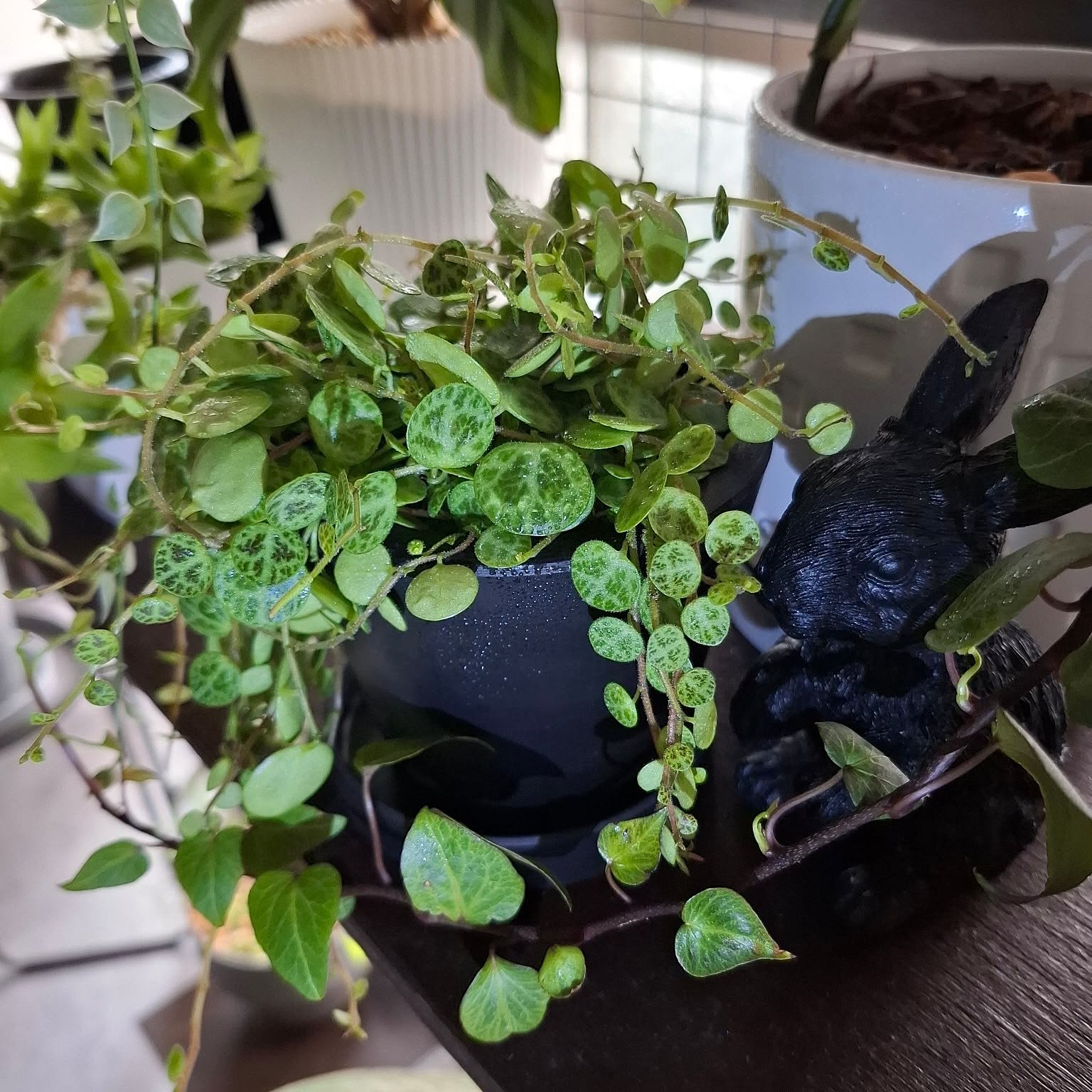 ペペロミアタートル（プロストラータ）亀みたいな多肉観葉植物 ポット