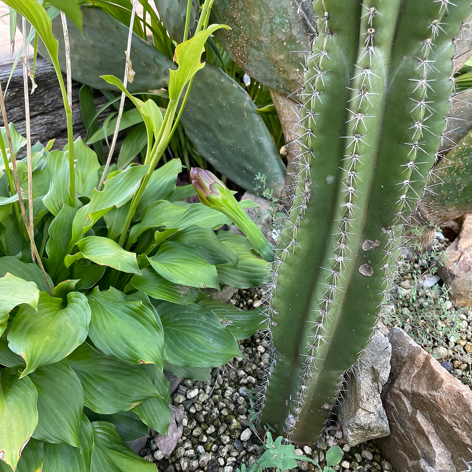 サボテン　弁慶柱　柱サボテン　ドライガーデン　ガーデニング 人工観葉植物柱サボテン 弁慶柱 : 京都フラワーサービス - 通販