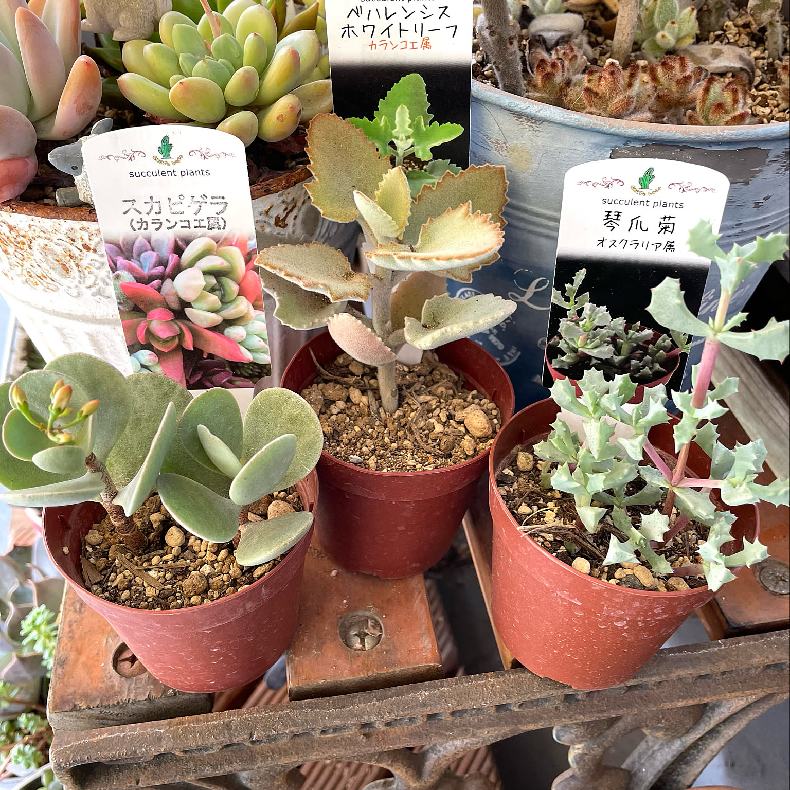 多肉 琴爪菊10カットb 多肉 琴爪菊10カットb