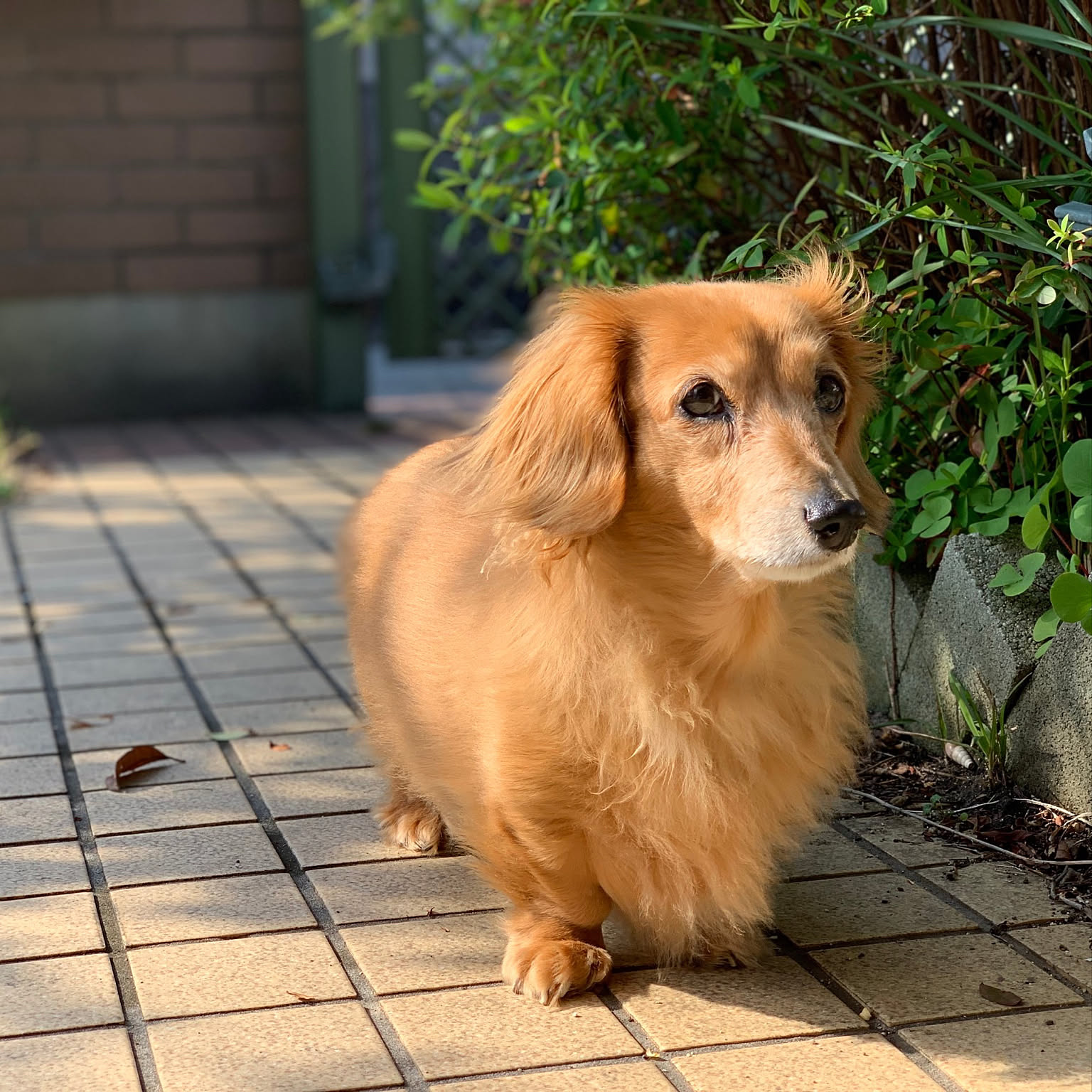 夏の思い出〜ダックスちゃんの壁飾り 夏の思い出〜ダックスちゃんの壁飾り