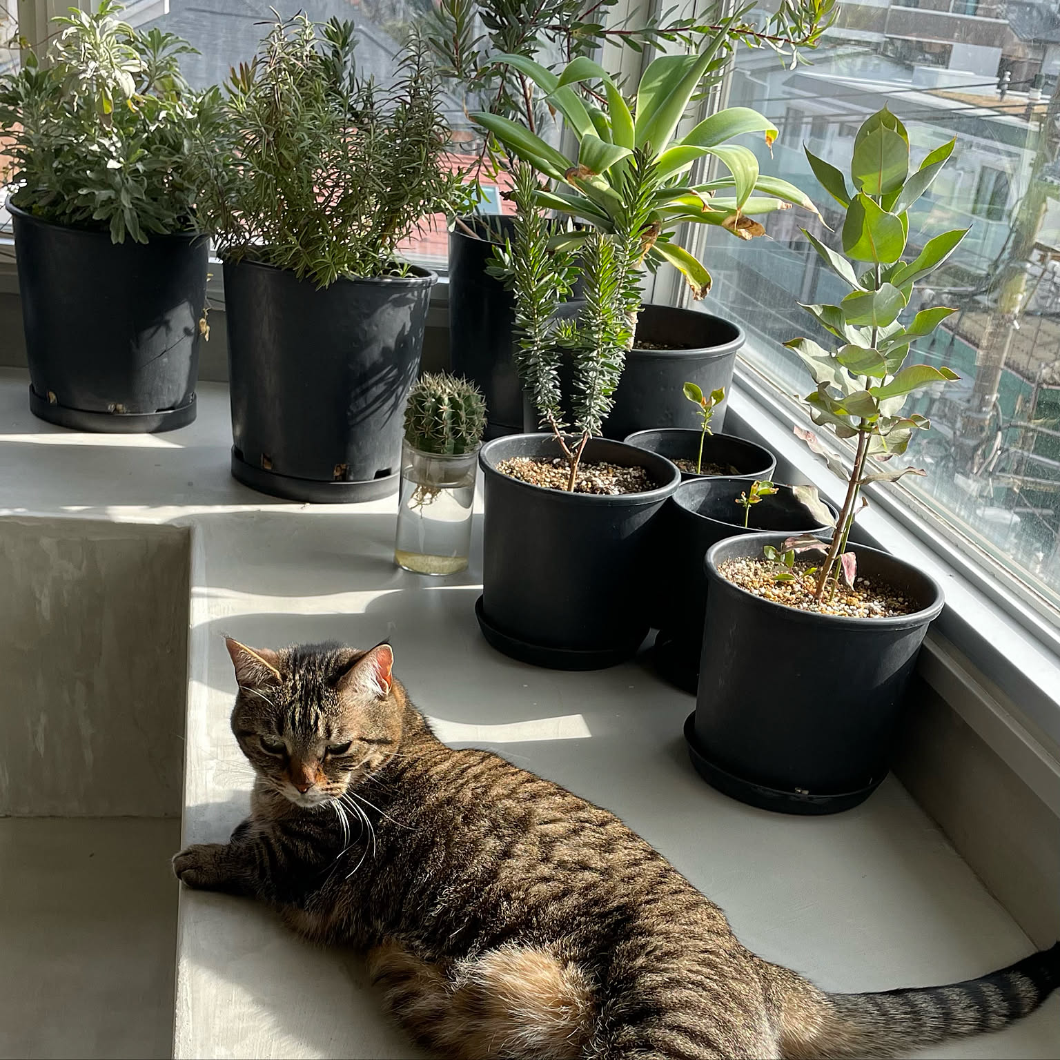 鉢植え オージープランツのおすすめ商品とおしゃれな実例 鉢植え オージープランツのおすすめ商品とおしゃれな実例
