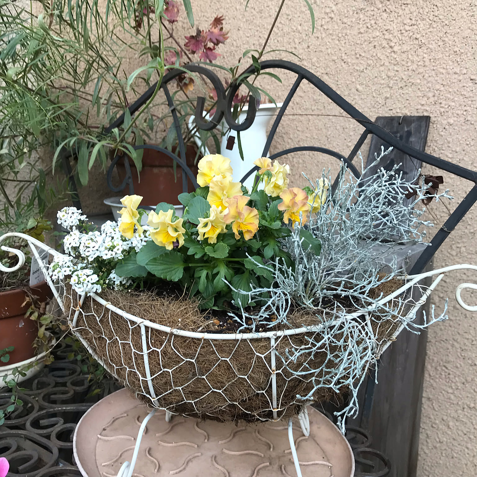 ビオラ寄せ植え/華あられ/寄植え初心者/いいねありがとうございます