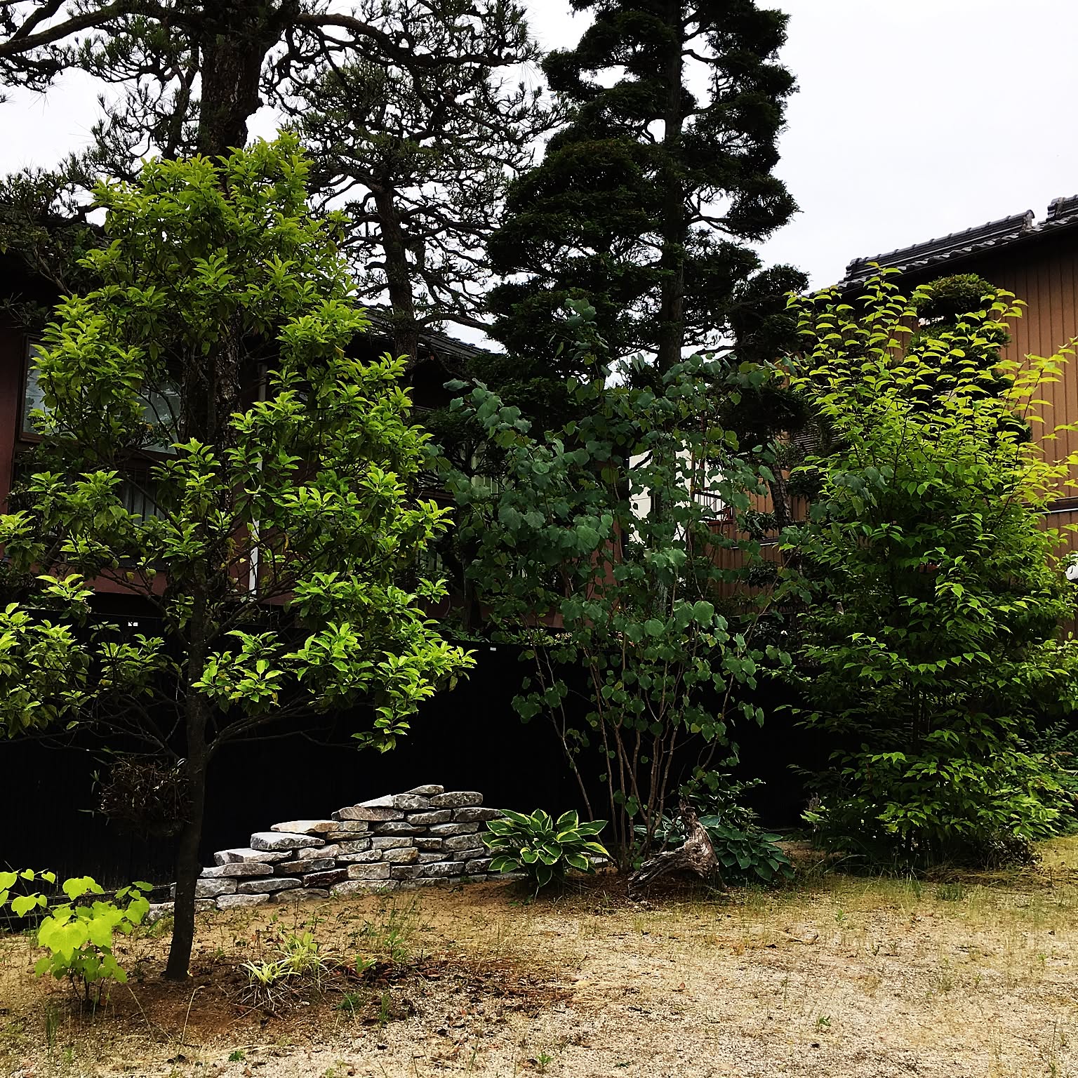 アオダモ コハウチワカエデのインテリア実例 ｜ RoomClip（ルーム