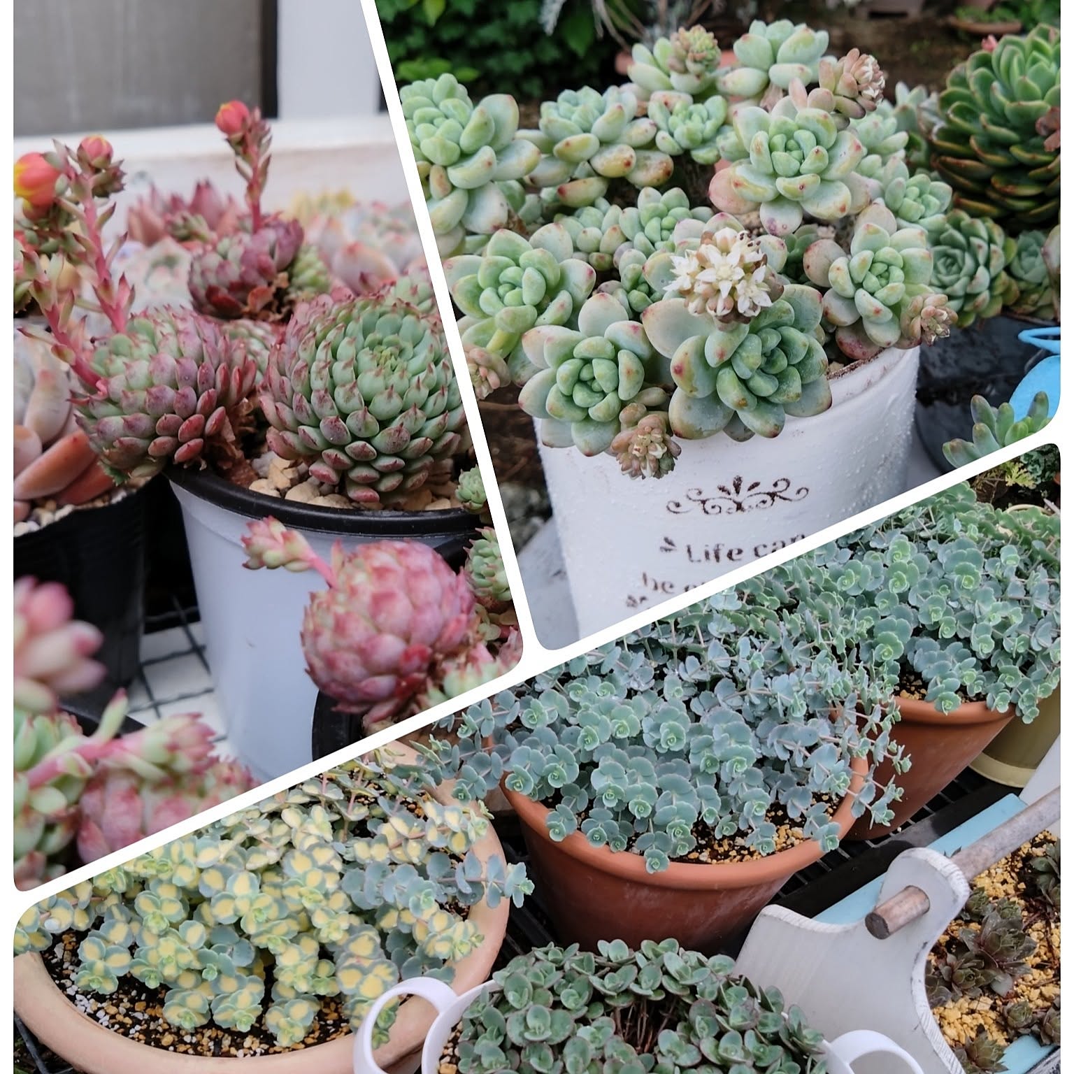 小さな寄せ植え♪姫秀麗 小さな寄せ植え♪姫秀麗