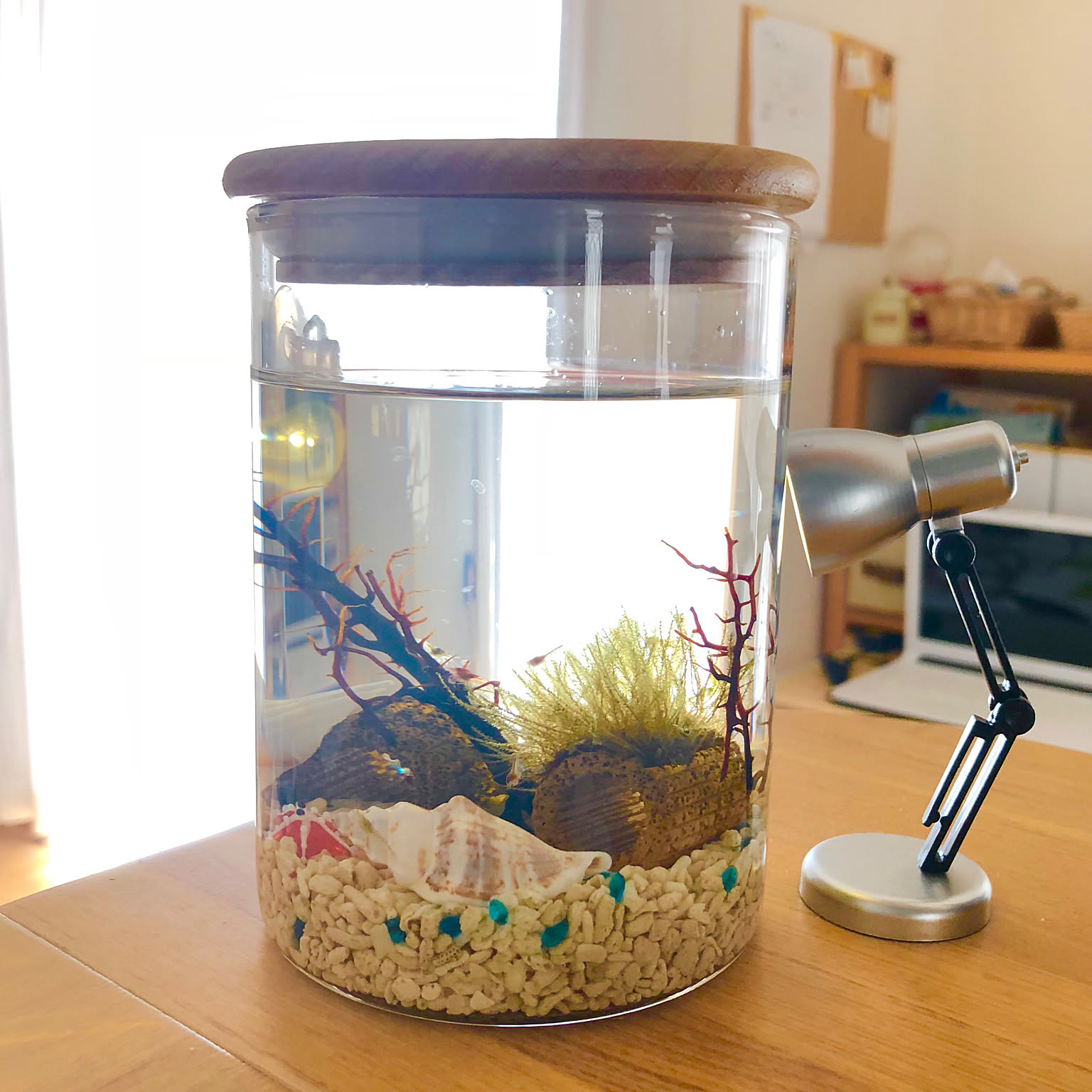 お家で、カワイイ えびちゃん（レッドビーシュリンプ）を飼ってみませ