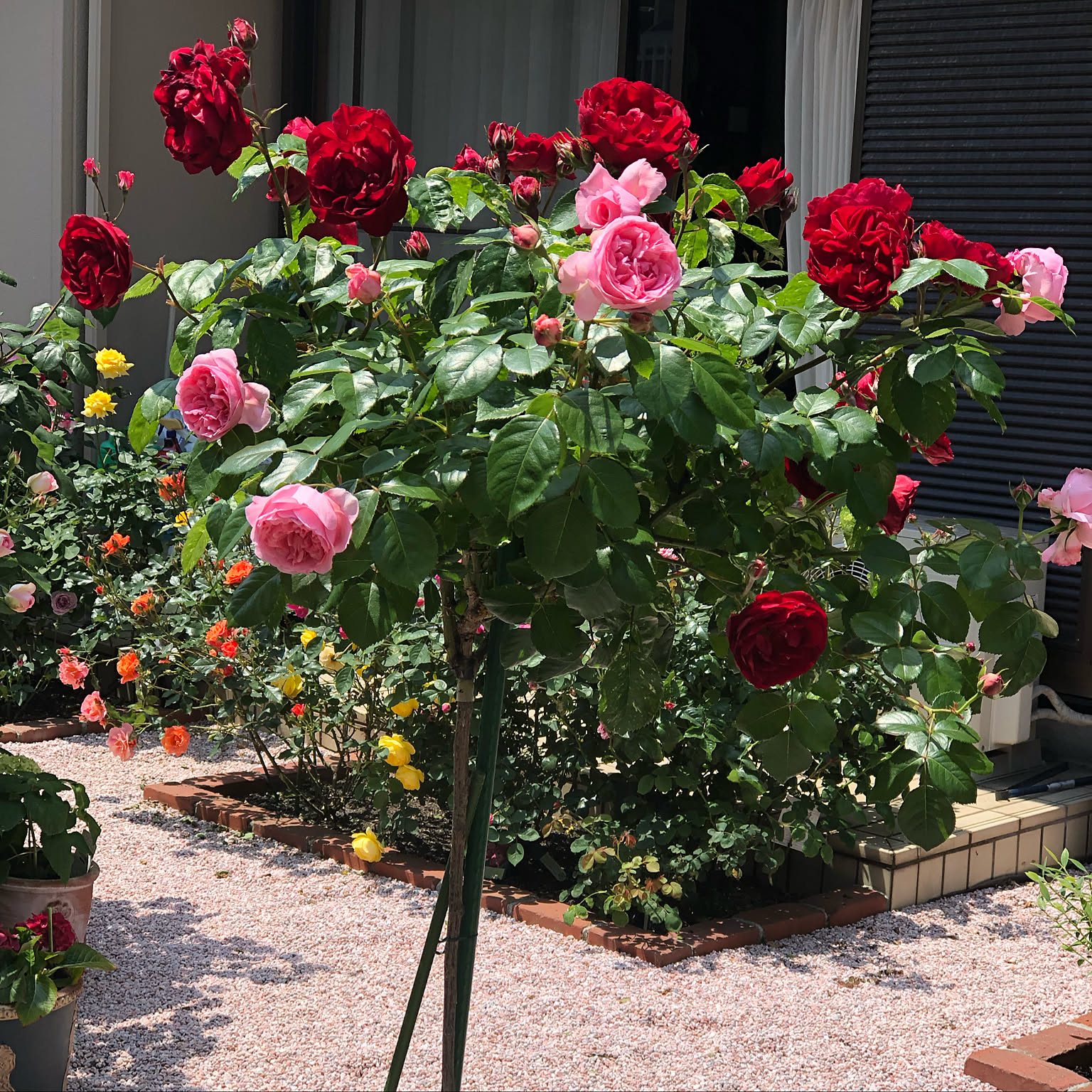 ささやきの薔薇の庭　ゴールドの額入り　オイルパステル画 ささやきの薔薇の庭 ゴールドの素敵な額入り オイルパステル画
