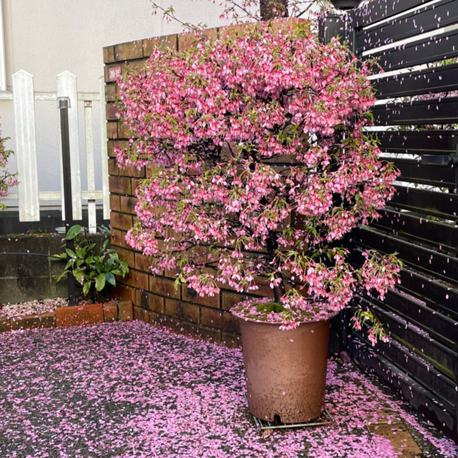 c905c458730b0eba4152fbf44cb1fb