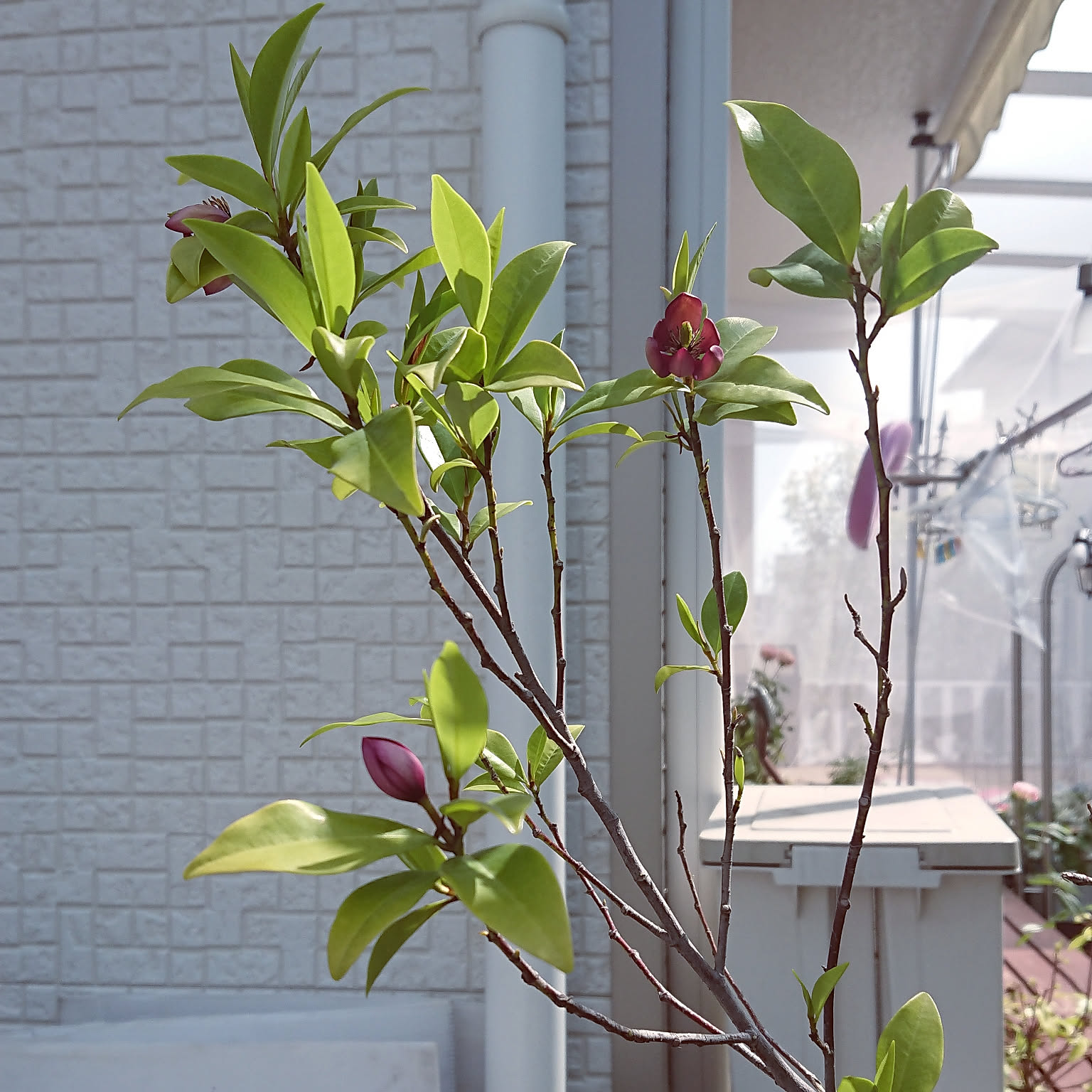 玄関/入り口/お庭/カラタネオガタマ・ポートワイン/バナナのような甘