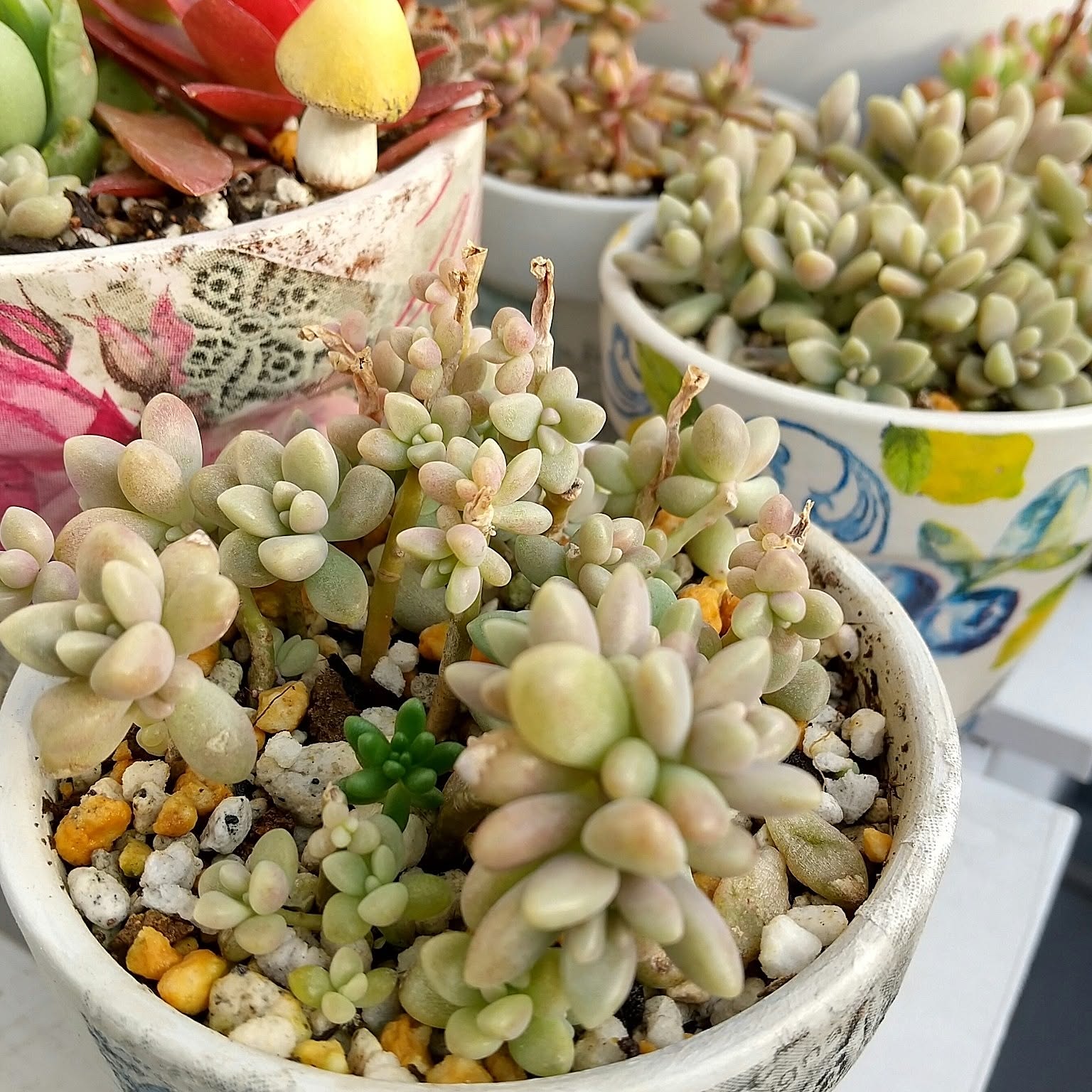 寄せ植え つぶつぶ多肉のインテリア実例 ｜ RoomClip（ルーム
