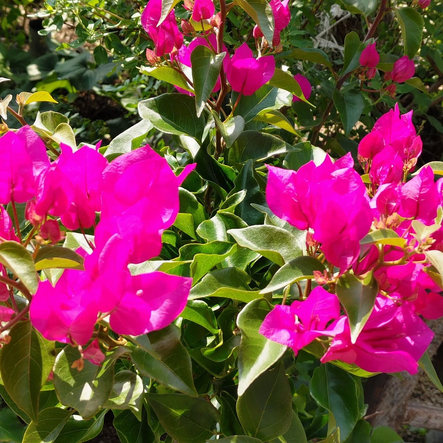 ブーゲンビリア鉢植えのおすすめ商品とおしゃれな実例 ｜ RoomClip