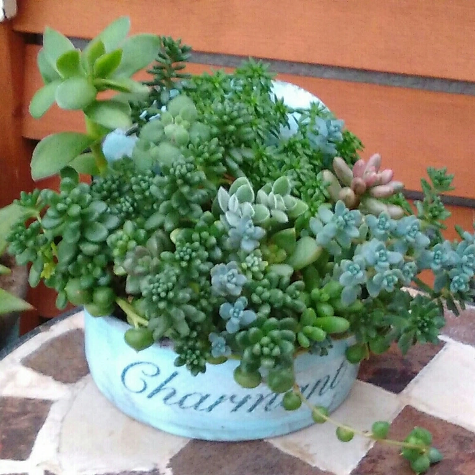 ガーデニング ツナ缶リメイクのおすすめ商品とおしゃれな実例