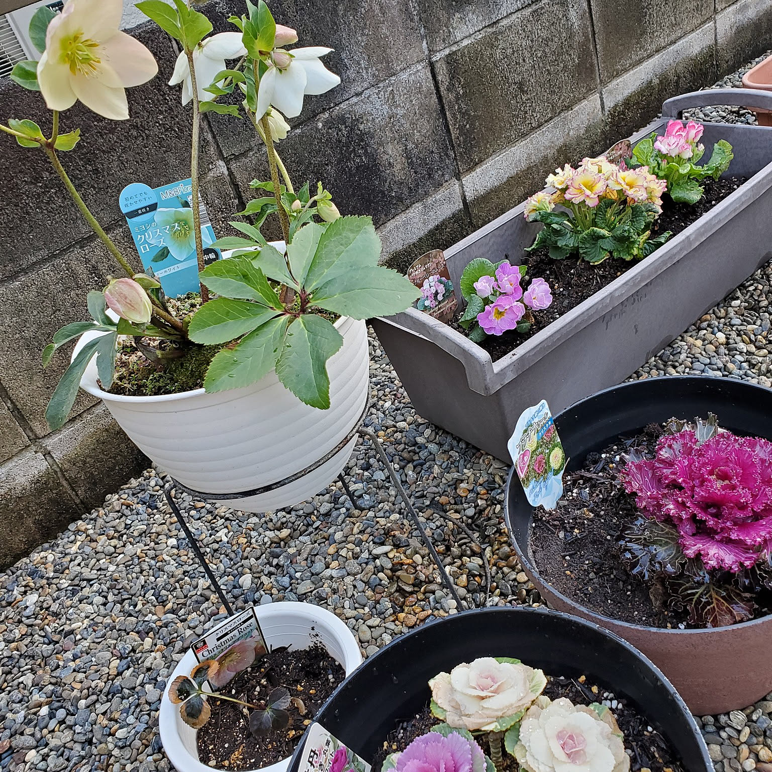 Kaorin クリスマスローズ 葉牡丹 千両 クロッカス hqdefault.jpg