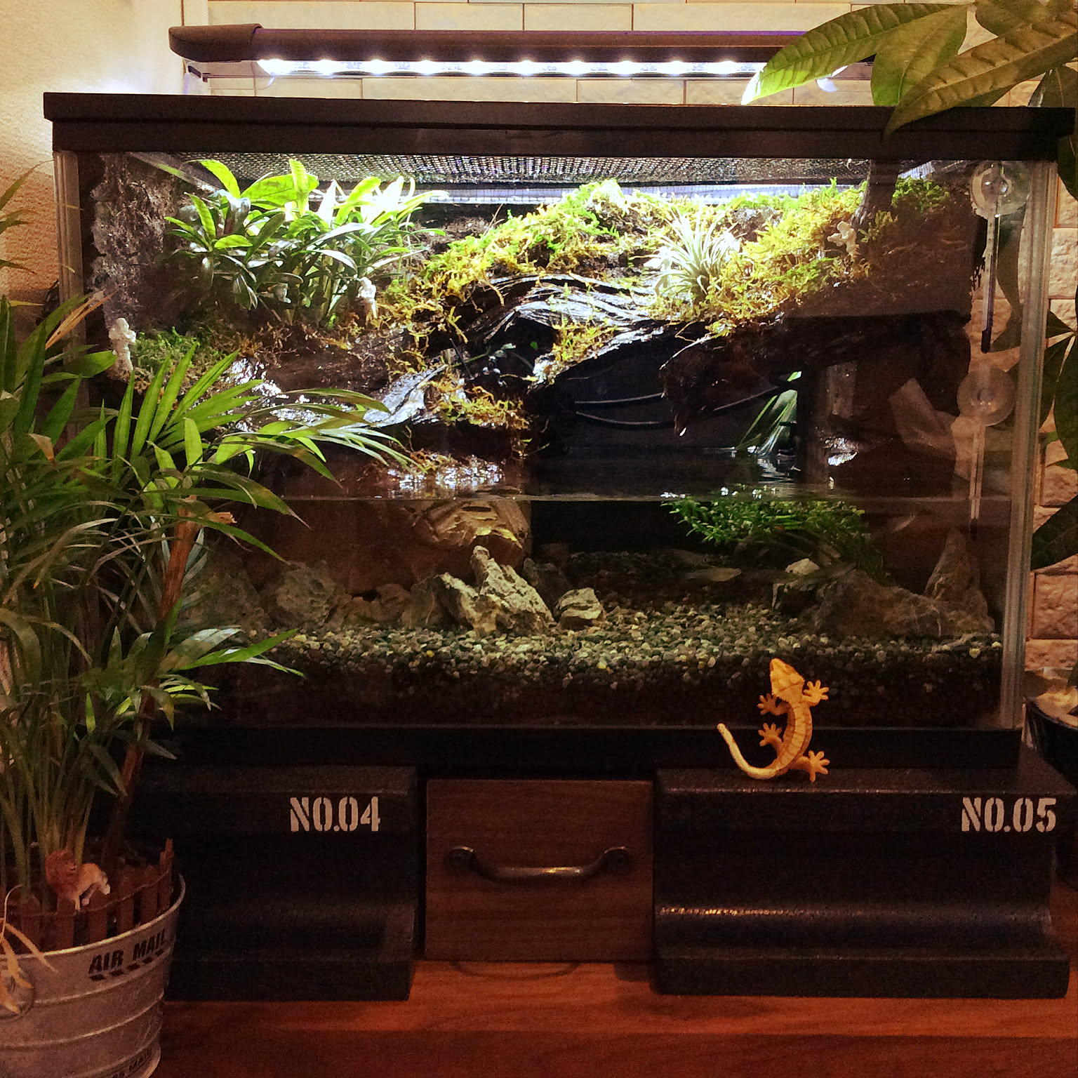 赤腹～イモリみたいな変わり金魚♪ 部屋全体⁄アカハライモリ⁄グリーン