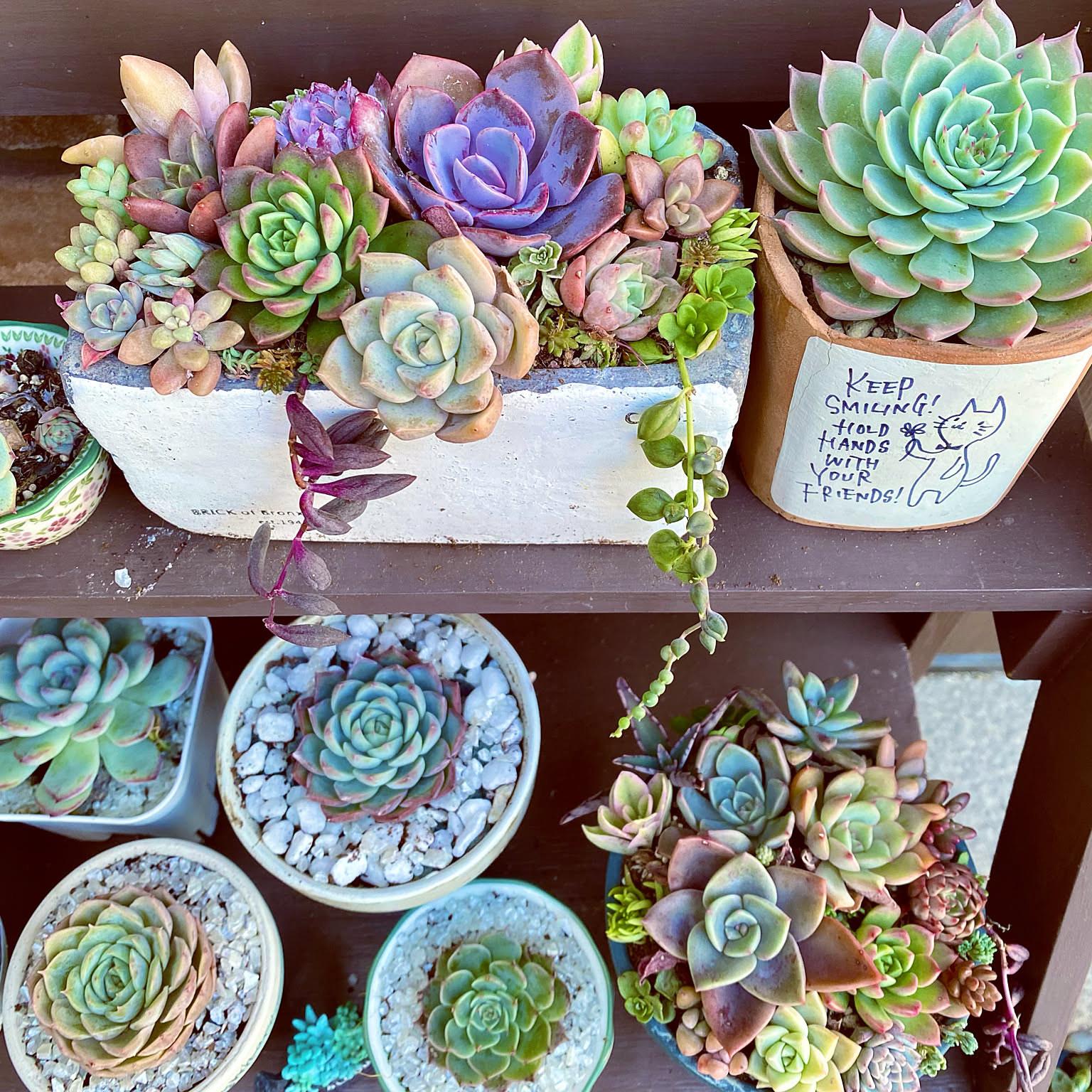 多肉植物 エケベリア マーガレット 韓国苗 【公式通販】