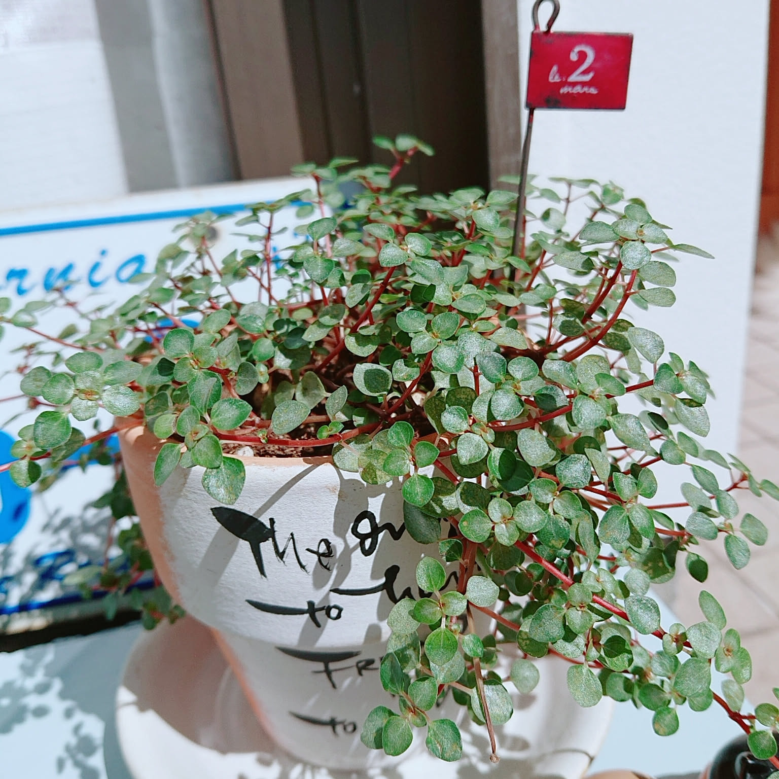 観葉植物 ピレアグラウカグレイシーのおすすめ商品とおしゃれな実例 ｜ RoomClip（ルームクリップ） | RoomClip（ルームクリップ）