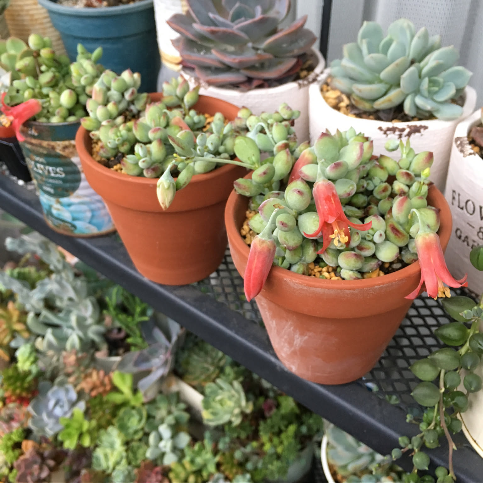 ペンデンス♡モリモリ♡多肉植物♡鉢ごと♡ ペンデンス♡モリモリ