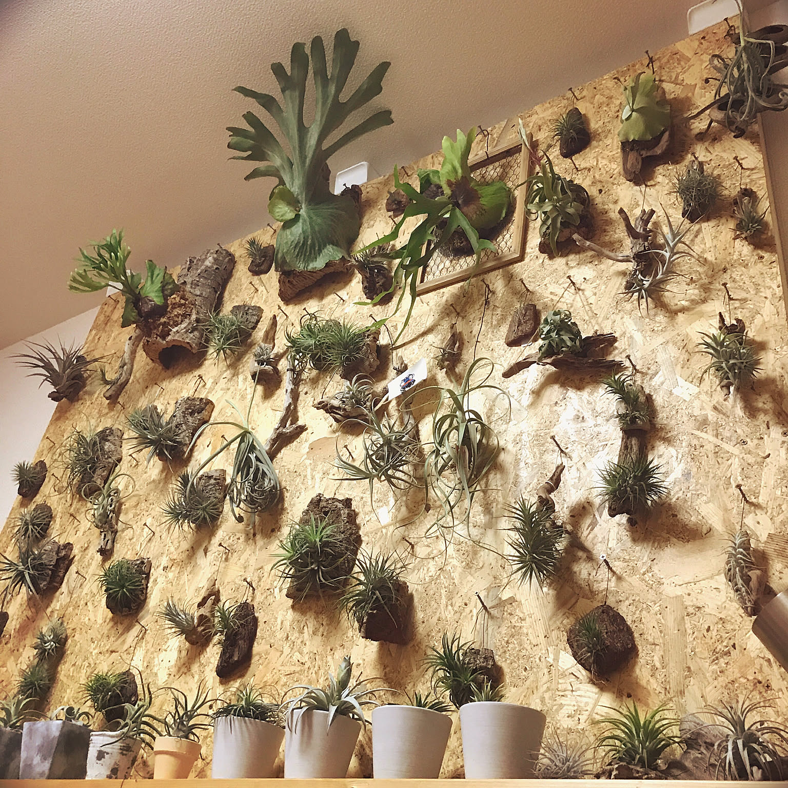 ビカクシダ OSB合板のおしゃれなアレンジ・飾り方のインテリア実例