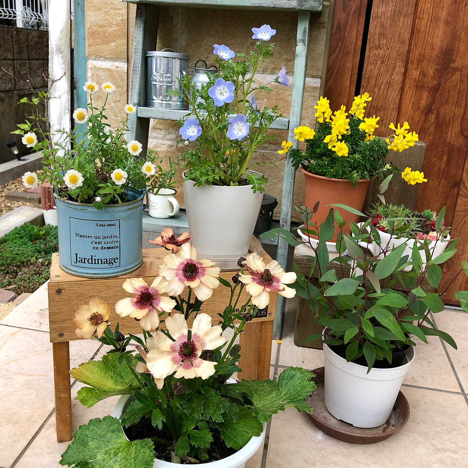 植物のある暮らし ラナンキュラス ラックスのおすすめ商品と