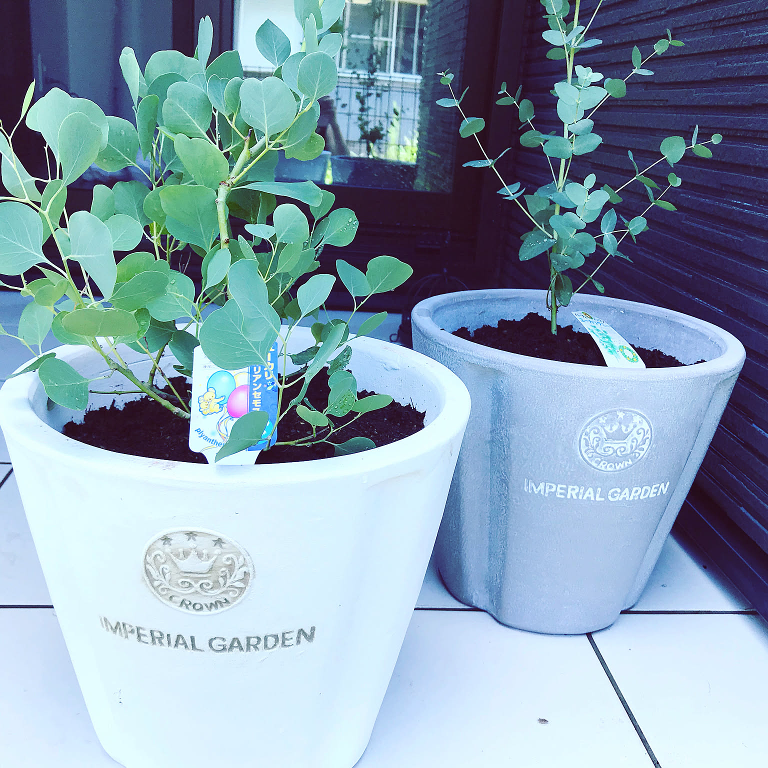 ポポラスユーカリガーランドアレンジ ユーカリ・ポポラスのアレンジ | 福井の多肉Garden+Flower *Grow