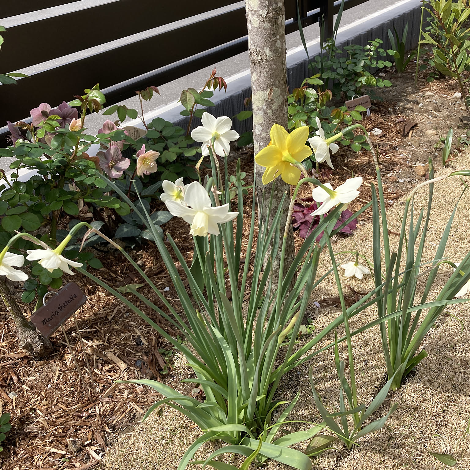 水仙 クリスマスローズのインテリア実例 ｜ RoomClip（ルームクリップ）