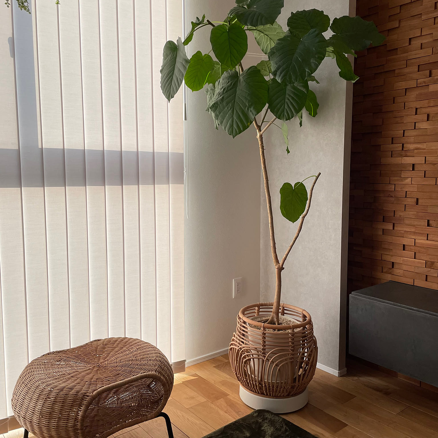 ACTUS 鉢カバーのおすすめ商品とおしゃれな実例 ｜ RoomClip（ルーム