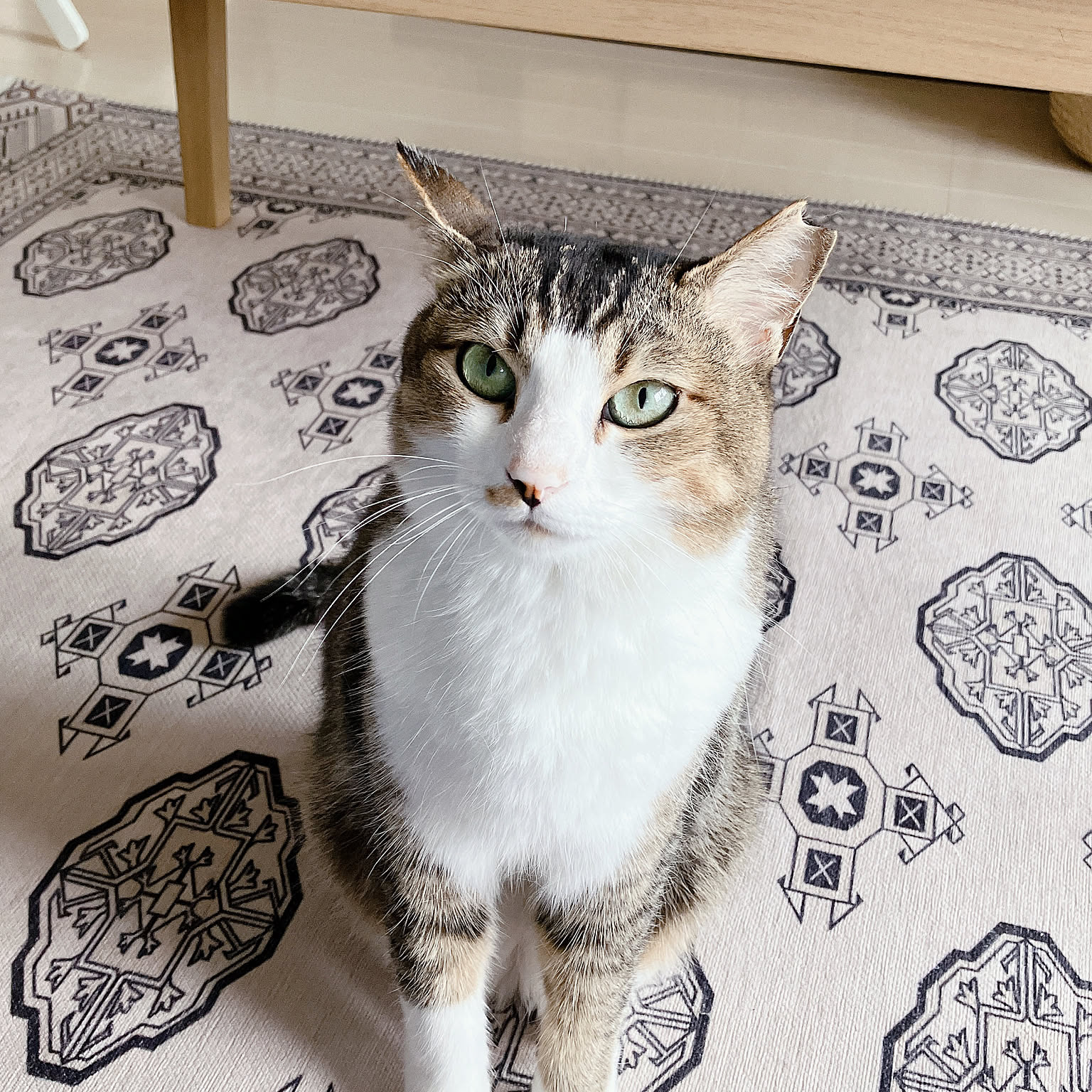 DIY ペルシャ絨毯風ラグのインテリア・手作りの実例 ｜ RoomClip