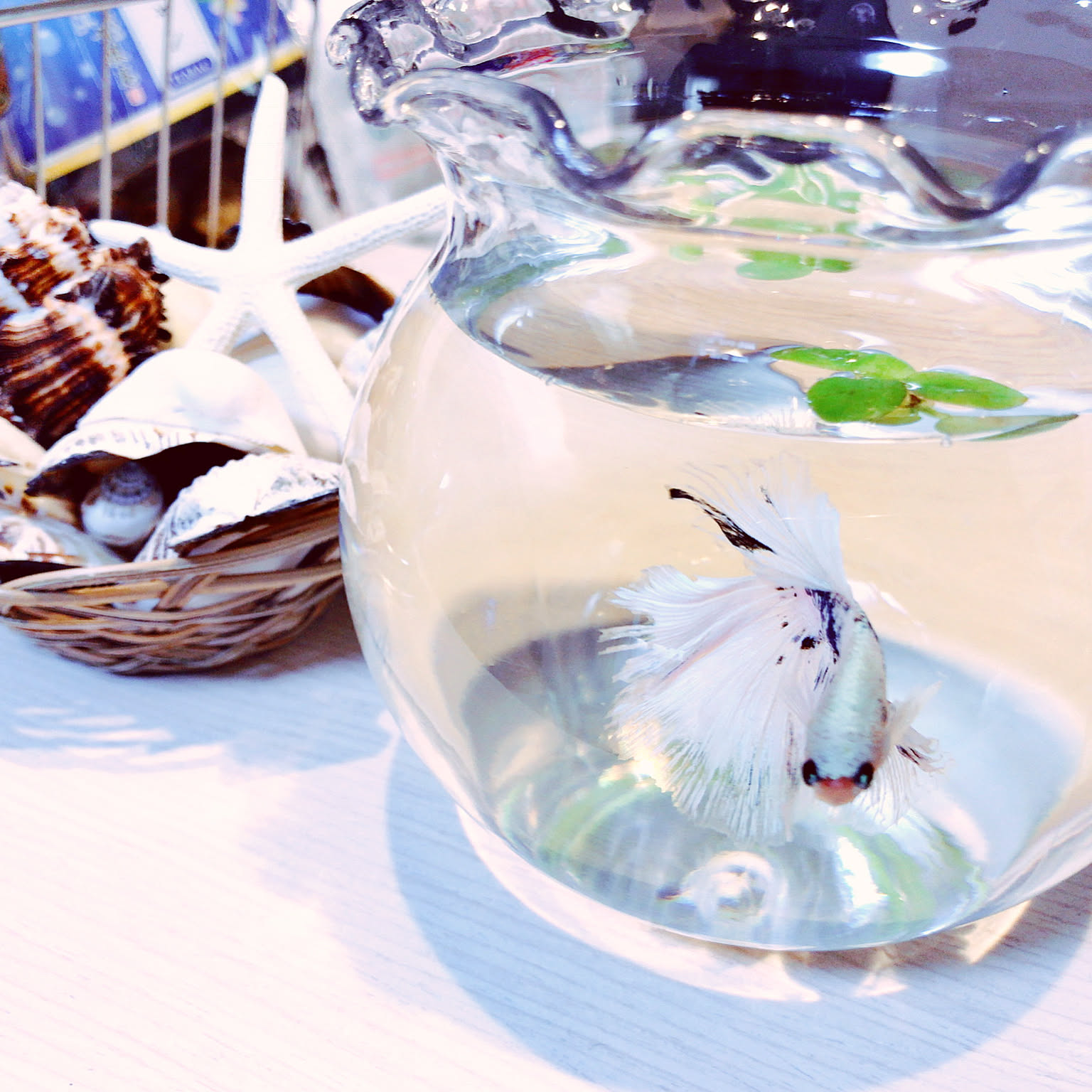 ミニ金魚鉢⭐️ミニ巾着袋⭐️起き上がりこぼし⭐️金魚⭐️キーチェーン付き⭐️置物⭐️２3個 Amazon.co.jp: チャーミーでめきん金魚鉢BCぷかぷか仲良し4全4