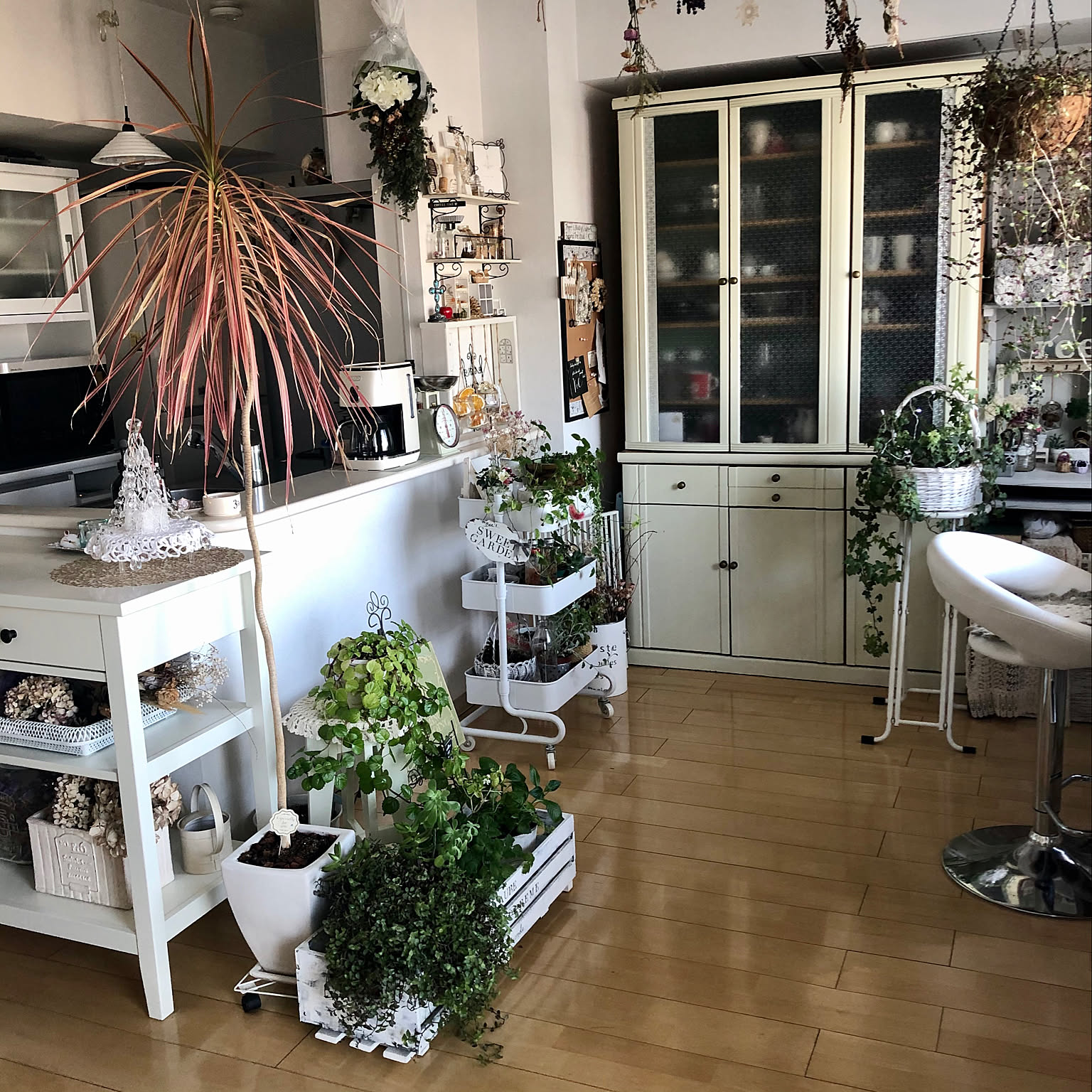 ドラセナコンシンネレインボーのインテリア実例 ｜ RoomClip（ルーム