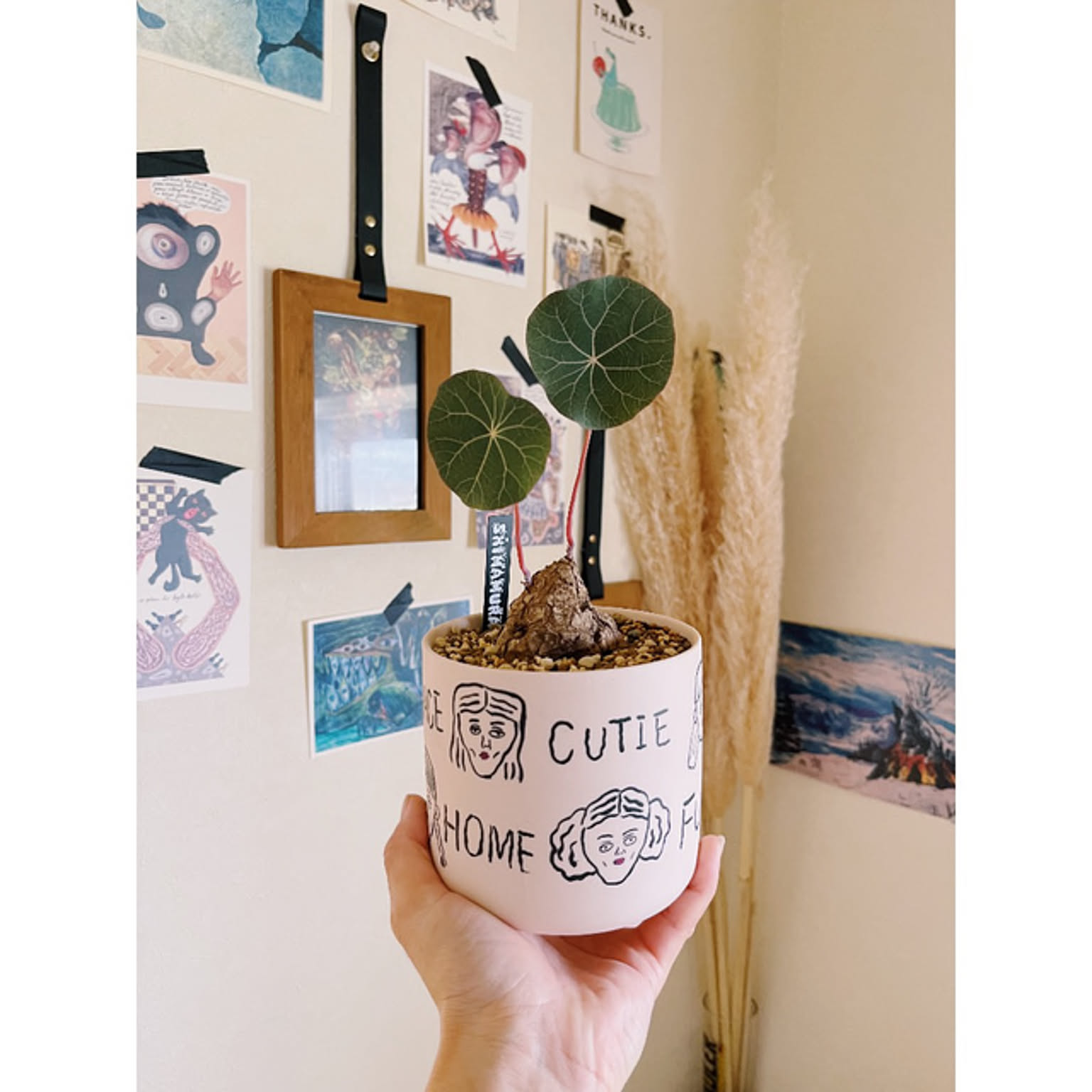 ステファニアカウィーサキー ステファニア カウィーサキー | STELLA.PLANTS