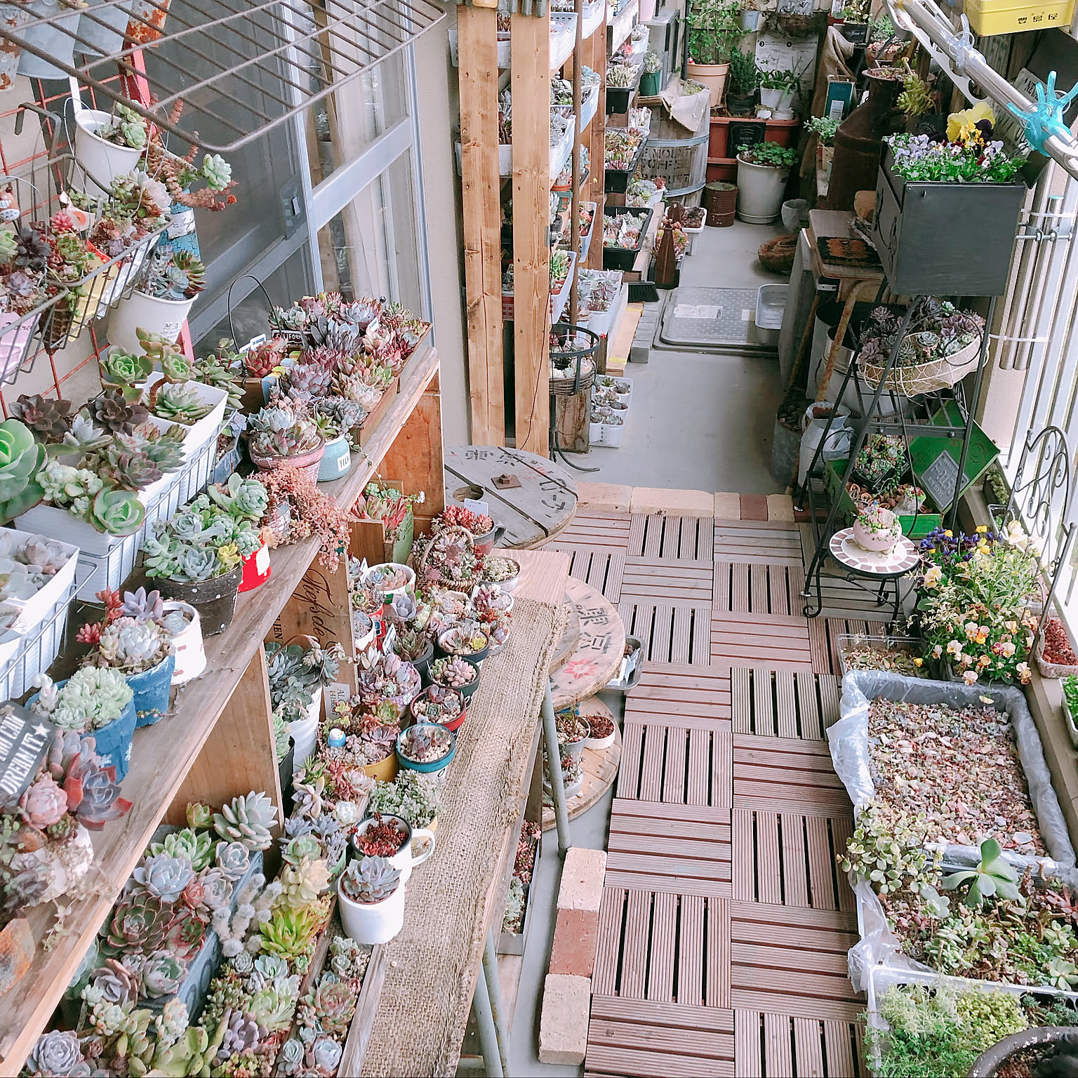 MIYU様 多肉植物棚　GAI-MS80A ♡MY♡様 多肉植物棚 GAI-NS80 - メルカリ