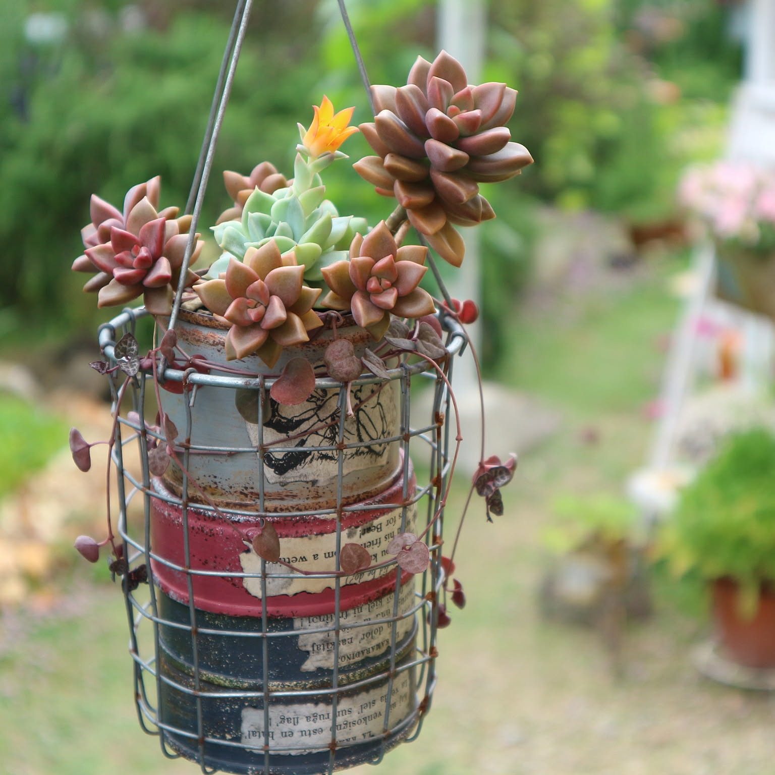 ✿多肉寄せ植え✿白かご✿ワイヤークラフト籠 ✿そのまま飾れます 多肉植物】【succulent】ダイソーのワイヤーカゴとカットクロス