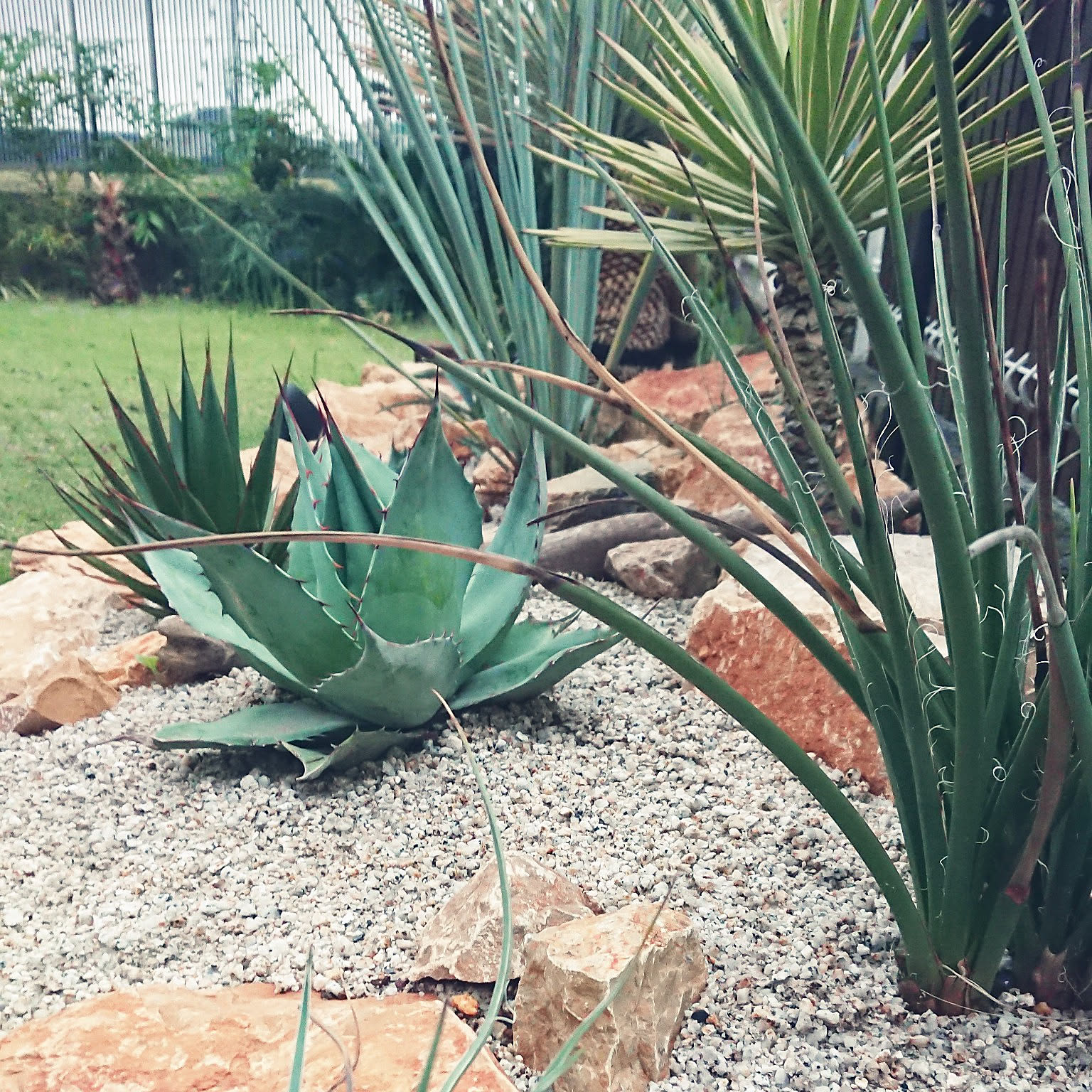 ドライガーデン ユッカアロイフォリアのインテリア実例 ｜ RoomClip