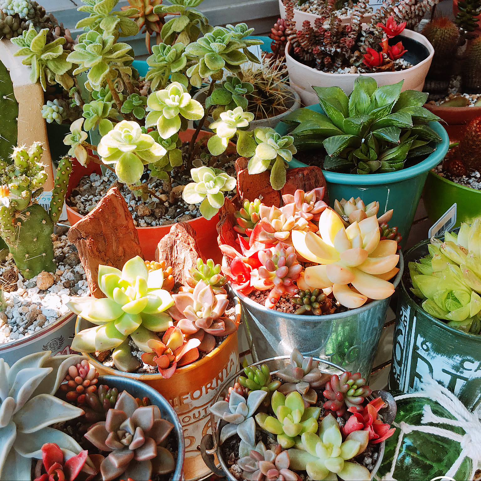 そのまま飾れる〜多肉植物寄せ植え(ハンドメイド、ハワイ) 