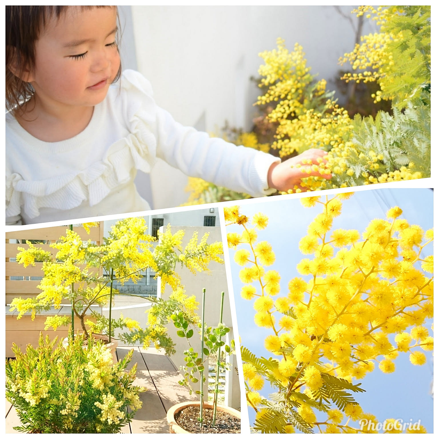 植物のある暮らし アカシアテレサのおすすめ商品とおしゃれな実例 ｜ RoomClip（ルームクリップ） | RoomClip（ルームクリップ）