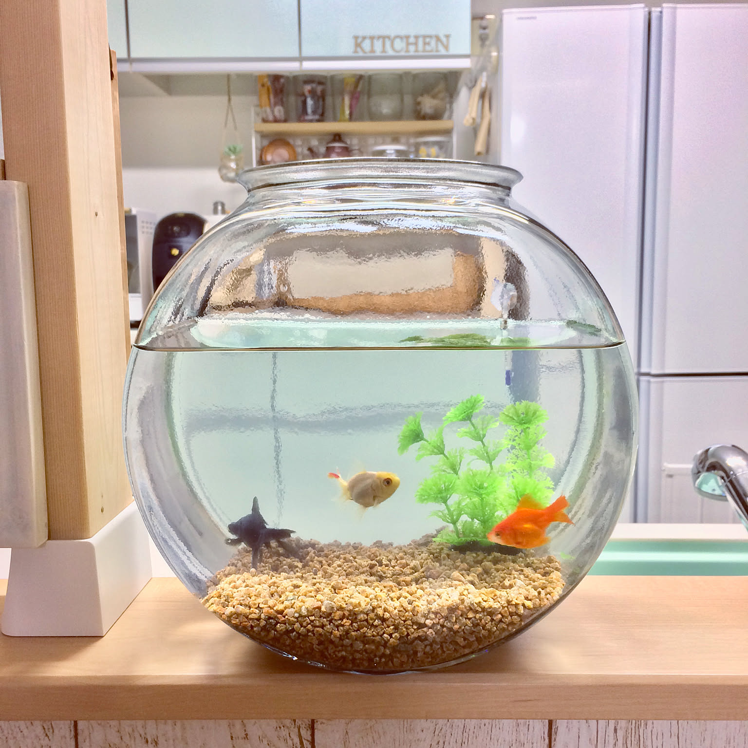 金魚 アクアリウム 金魚のおすすめ商品とおしゃれな実例