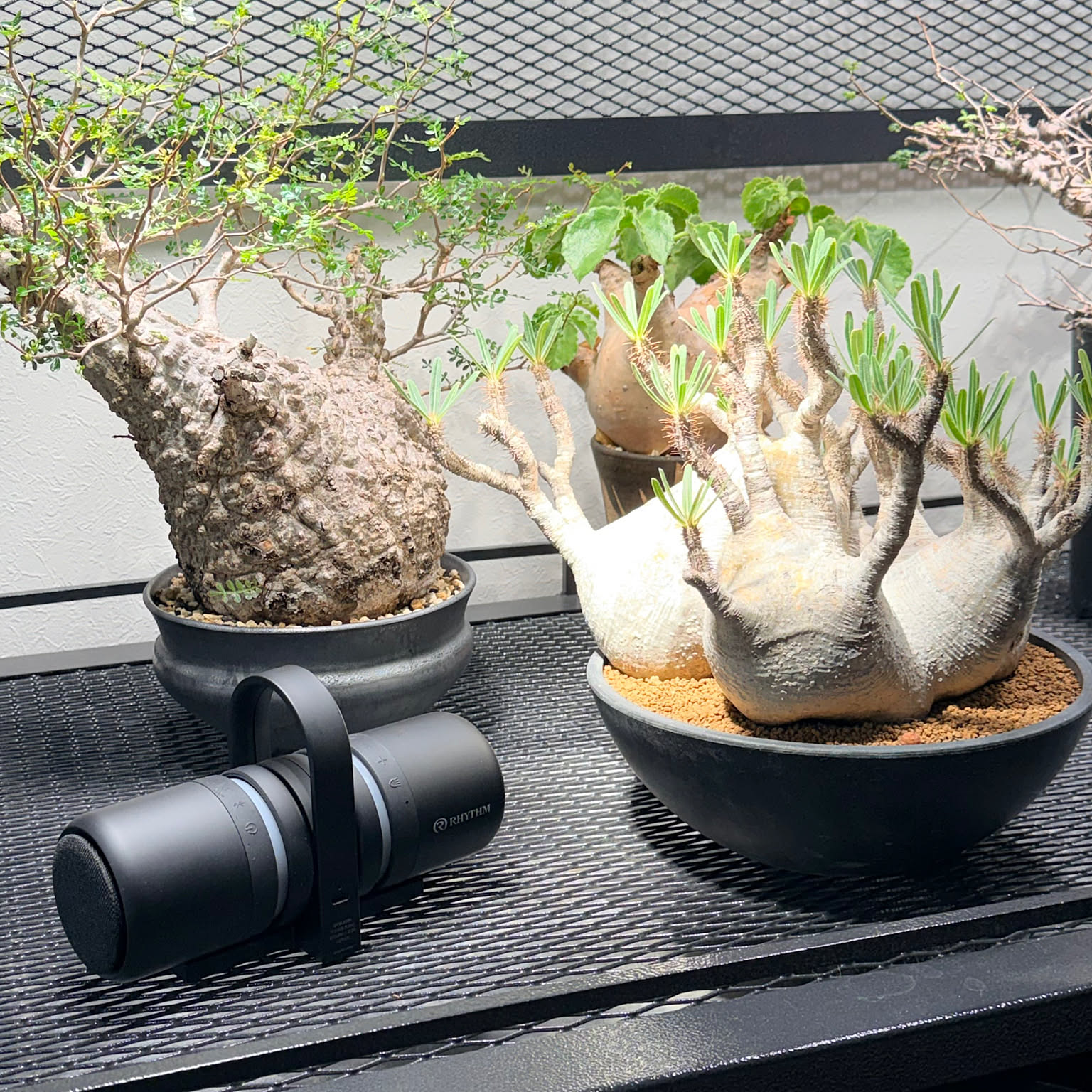 塊根植物 グラキリスのおしゃれなアレンジ・飾り方のインテリア実例