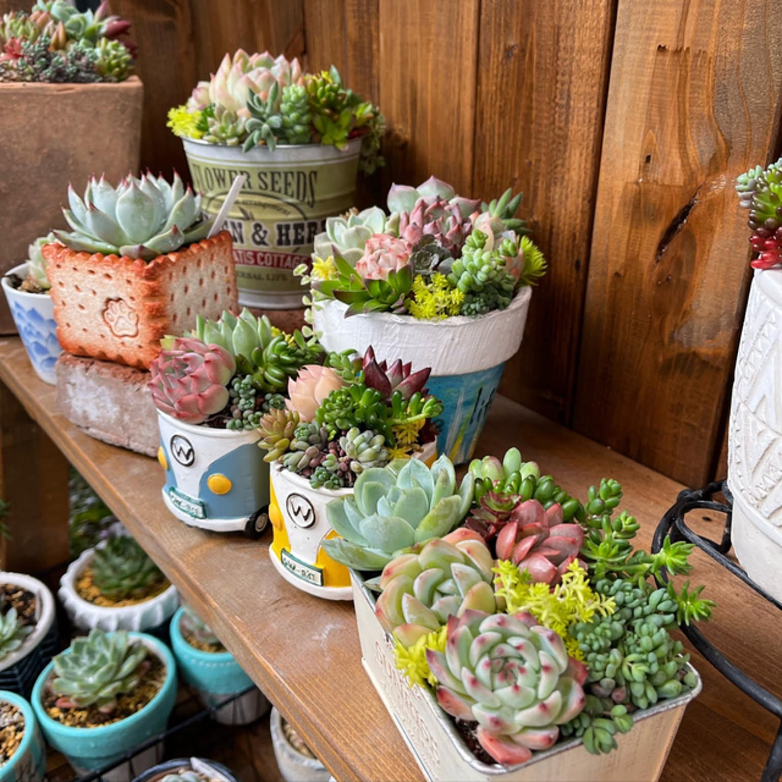 多肉植物 寄せ植え 宝箱 【公式通販】