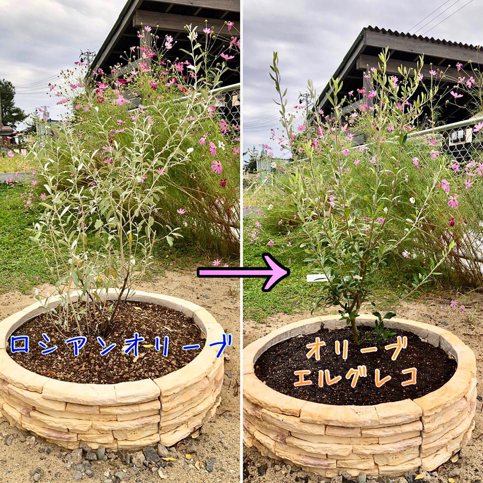 大型鉢植え オリーブ エルグレコ 和モダン鉢植え 苗 ウェルカム