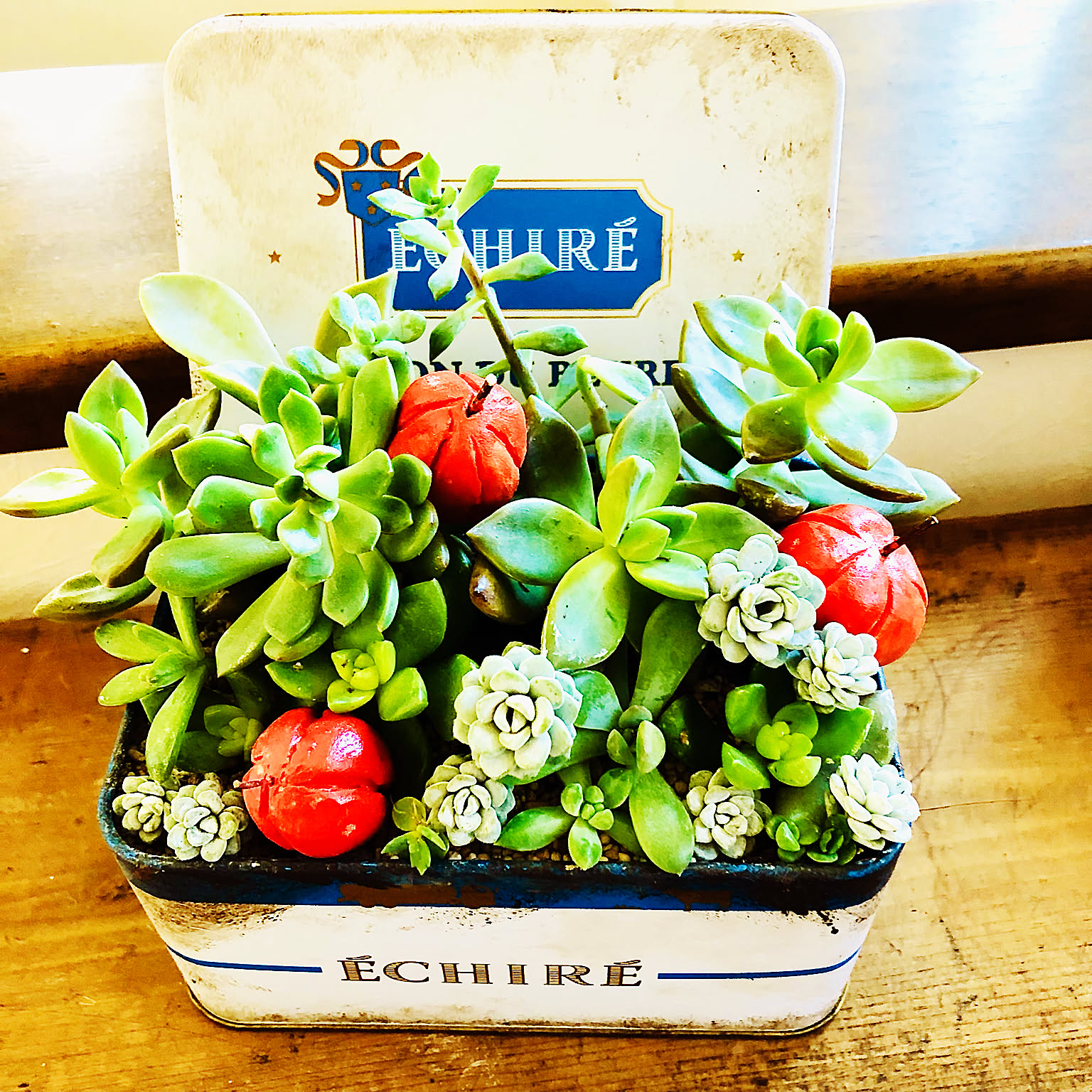 多肉寄せ植え クッキー缶のインテリア実例 ｜ RoomClip（ルームクリップ）