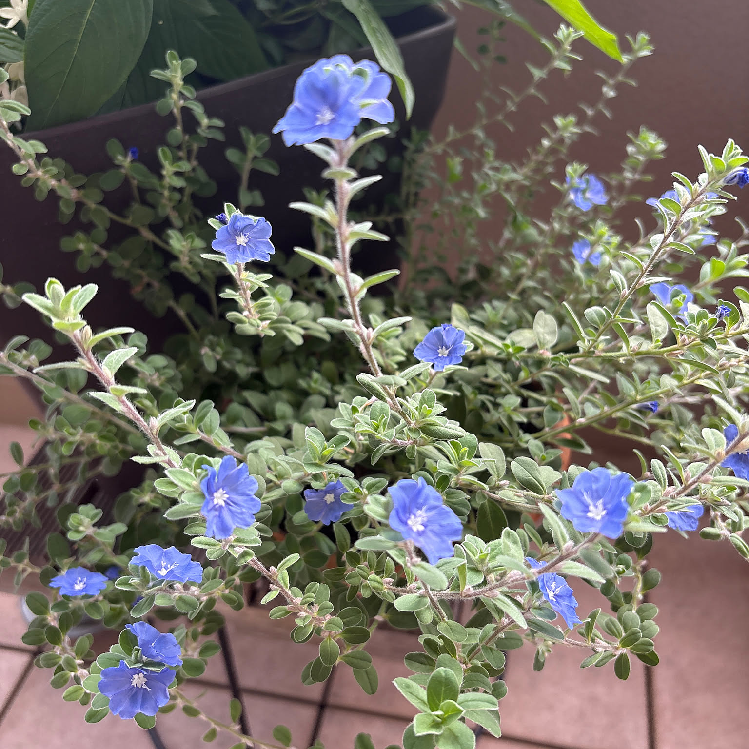 プランター アメリカンブルーのおすすめ商品とおしゃれな実例