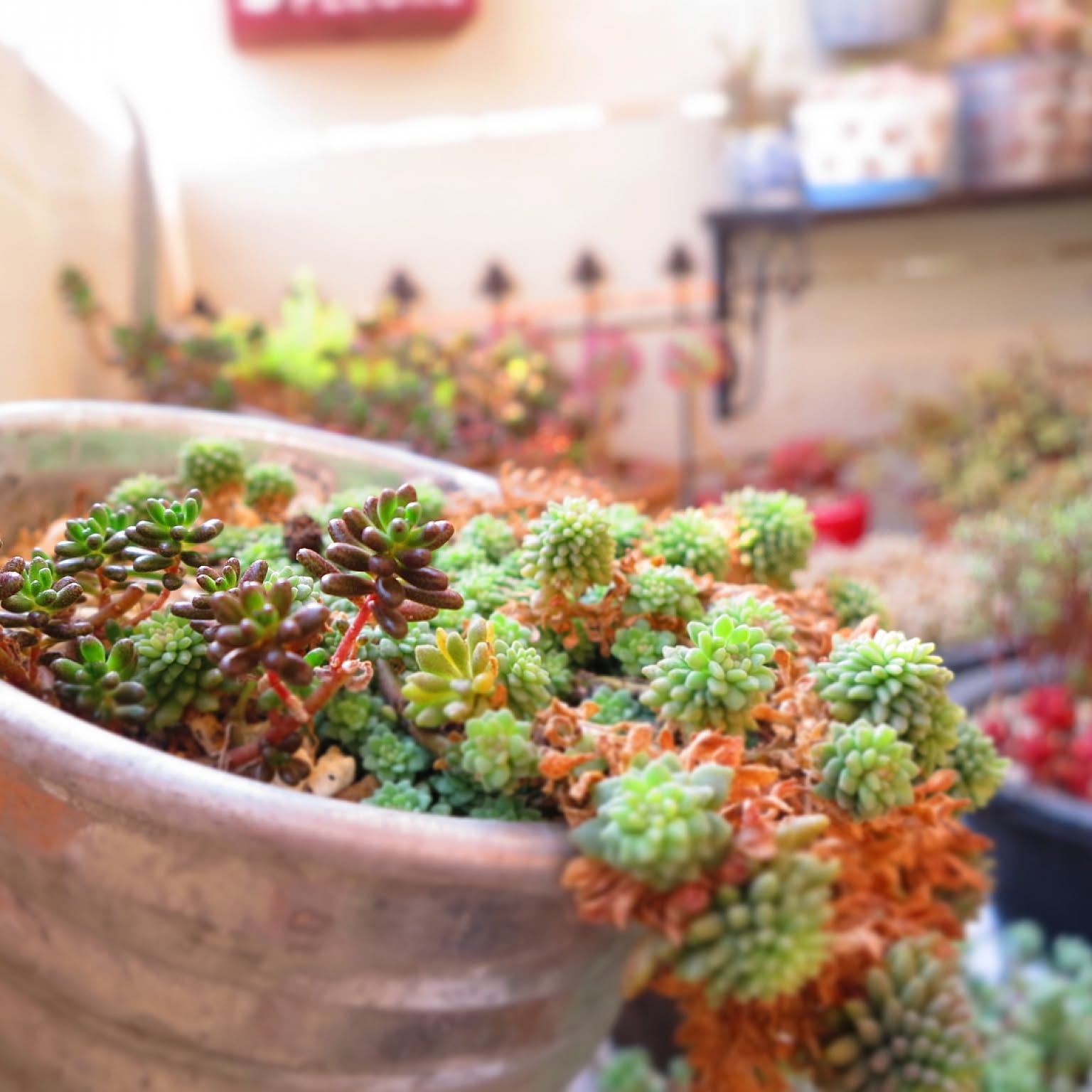 コーラルコーラルリビングカーペット畳エアコンルームカーペットを歩く 楽天市場】洗える ラグ マット 2畳 185×185 赤 レッド なめらかタッチ