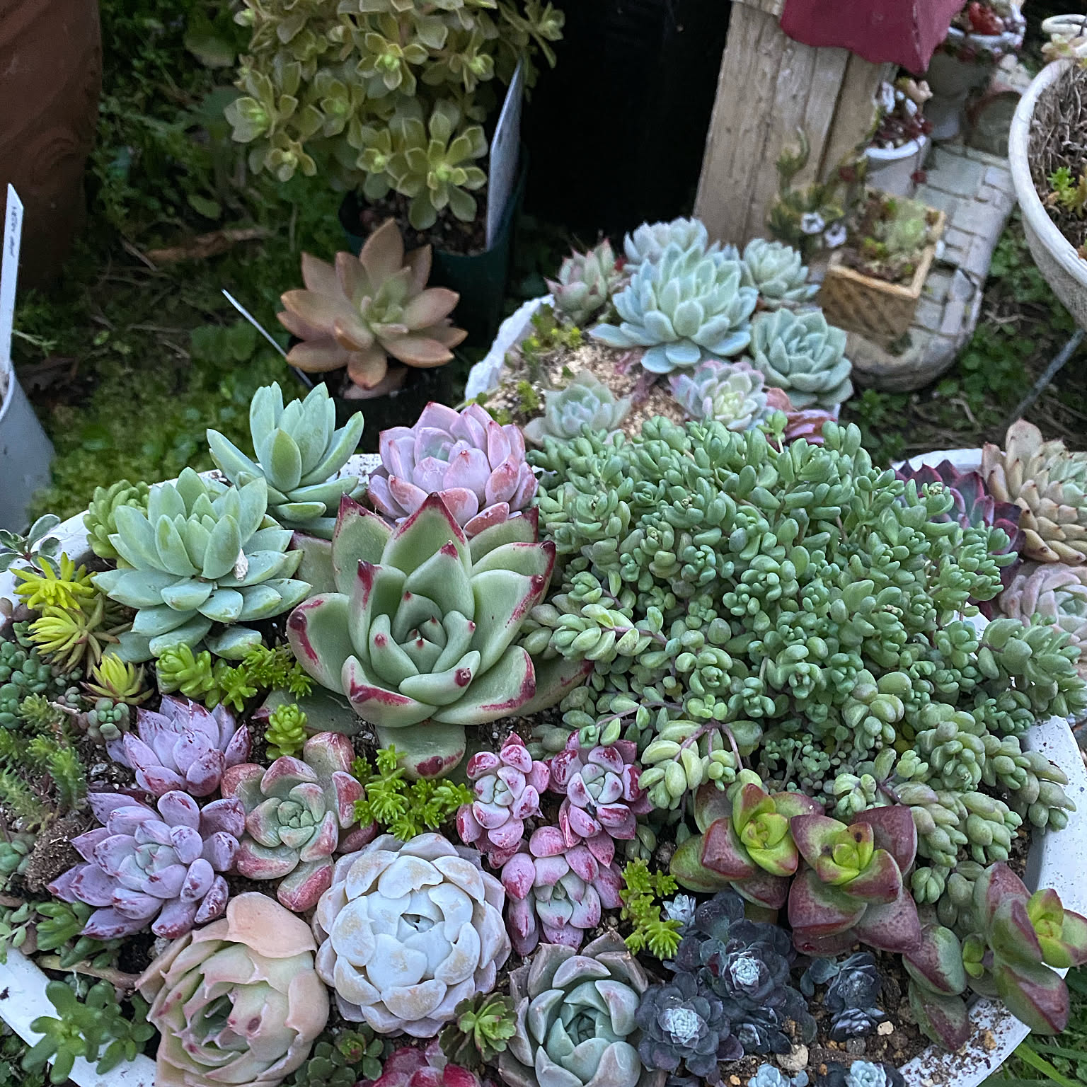 多肉植物寄せ植え 韓国苗 多肉植物のおしゃれなアレンジ・飾り方のインテリア実例 ｜ RoomClip（ルームクリップ） |  RoomClip（ルームクリップ）