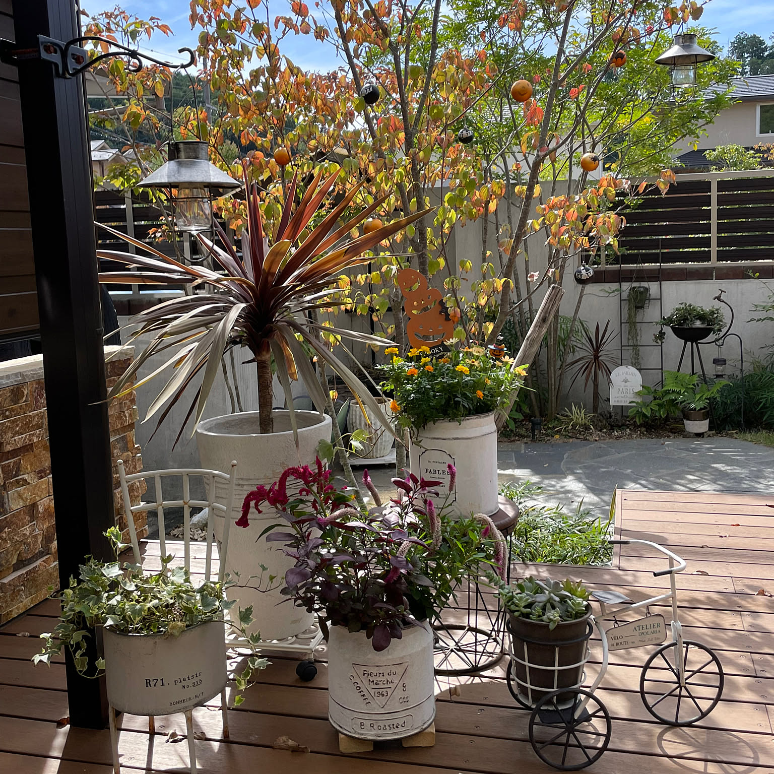 寄せ植え ヤマボウシのインテリア実例 ｜ RoomClip（ルームクリップ）