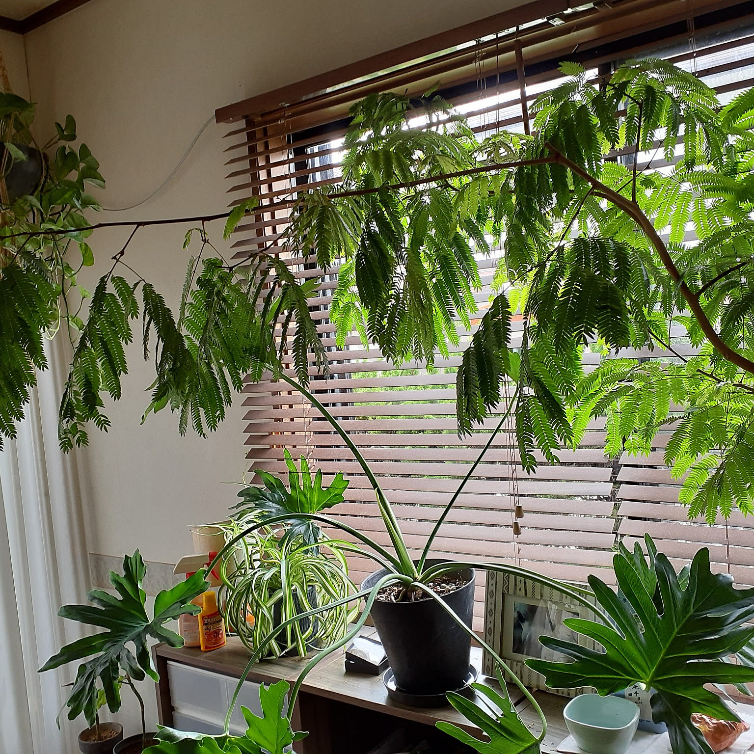 新しいスタイル dbf84dd0ba8e4450c3baead1bc0fed その他観葉植物