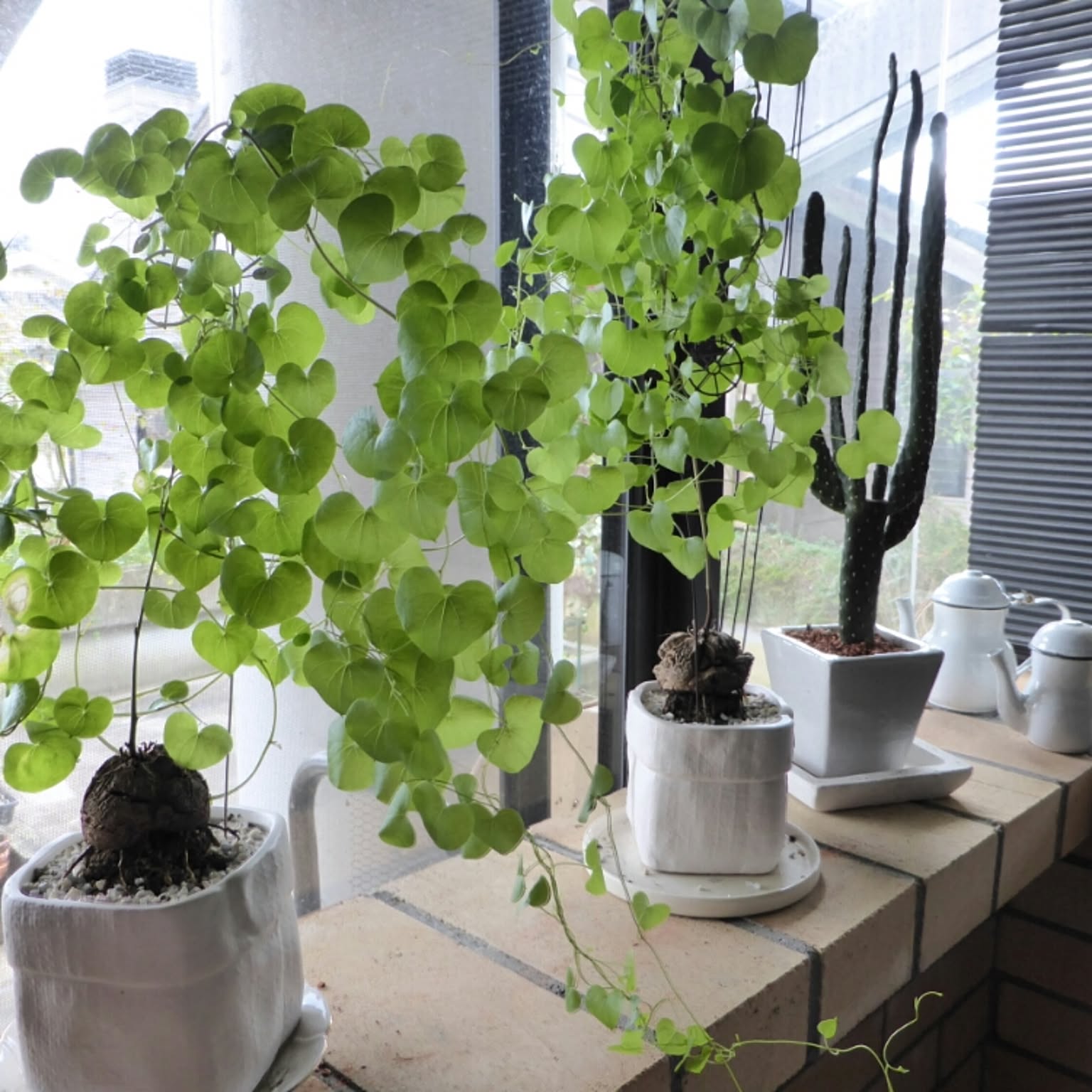 ハート形の葉の観葉植物